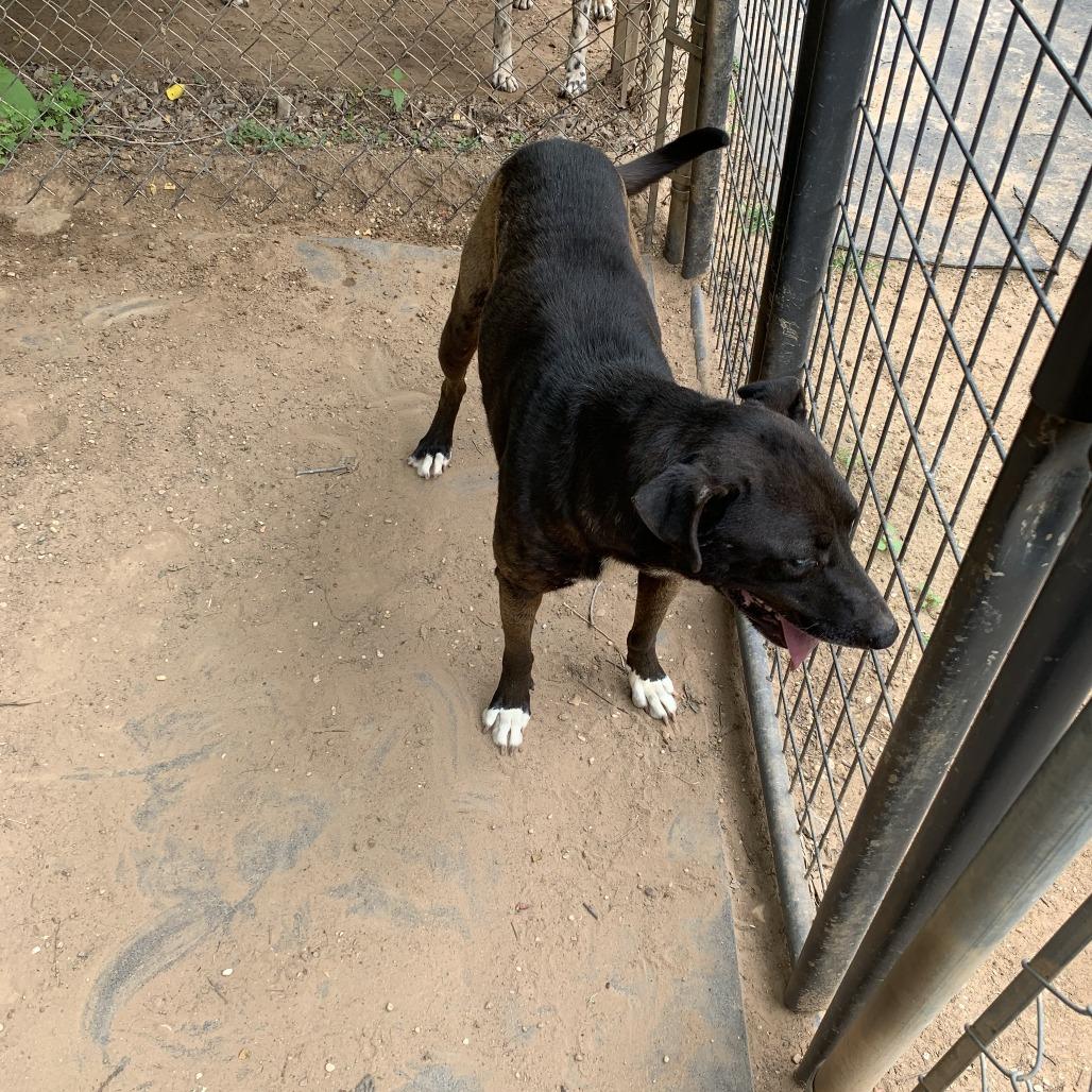 Enlarge Ashley, a Adoptable Labrador Retriever in Hearne, TX image 2/3