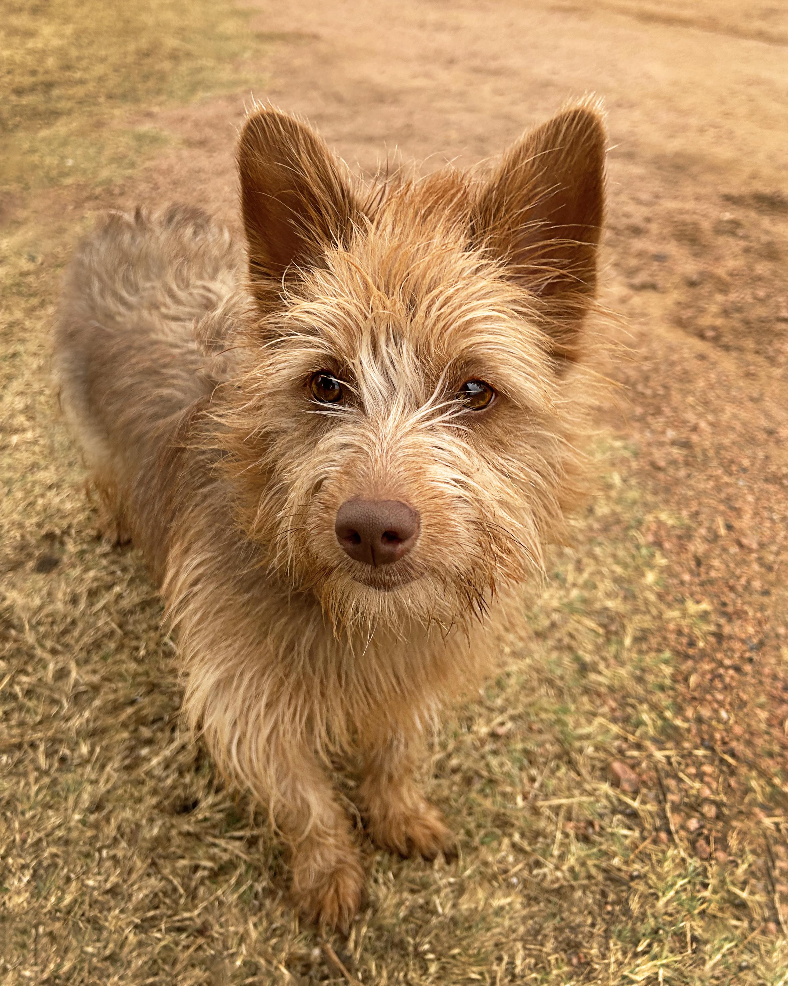 Enlarge Sam, a ADOPTABLE mixed breed in Mason, TX image 1/3