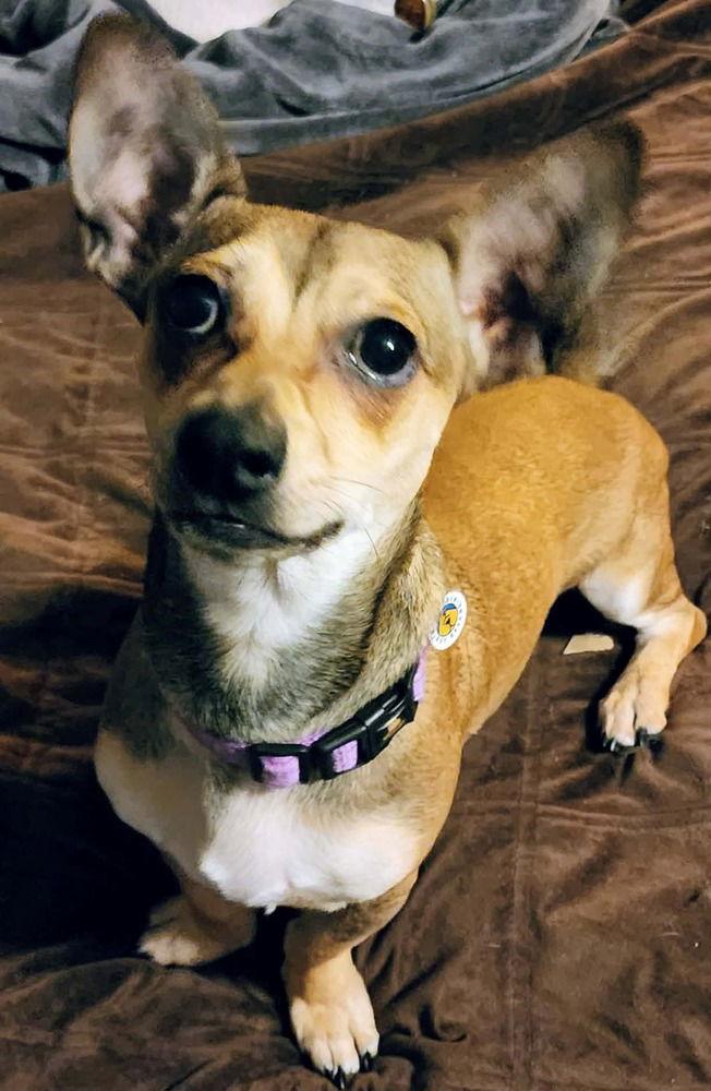 Reacher, Adoptable, Young Male Chihuahua & Dachshund.