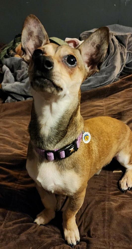 Enlarge Reacher, a Adoptable mixed breed in Candler, NC image 3/3