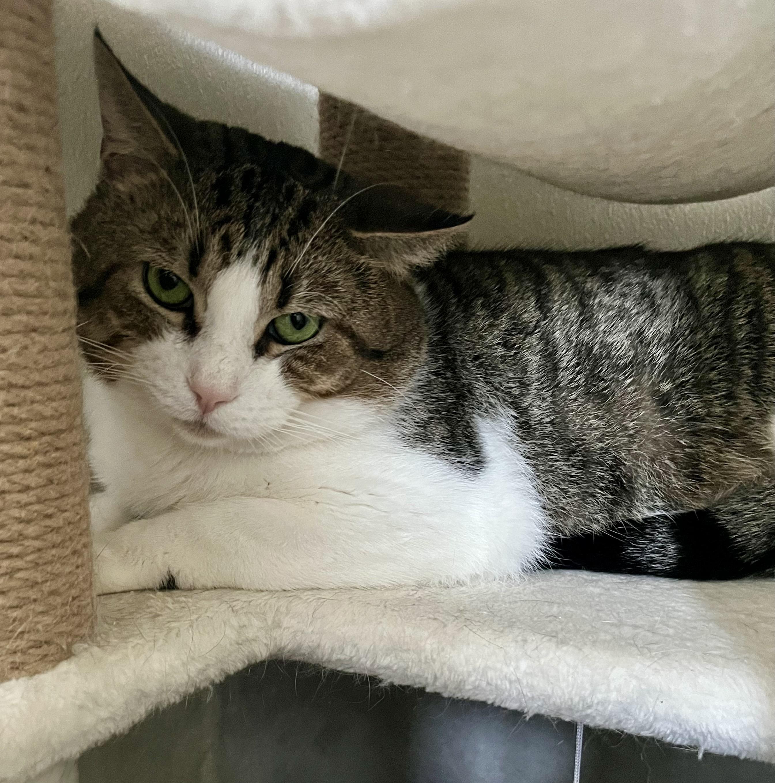 Klaus, adoptable, Adult Male Domestic Short Hair.