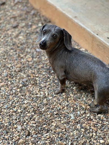Enlarge Tucker, a ADOPTABLE Dachshund in Marshall, TX image 1/1