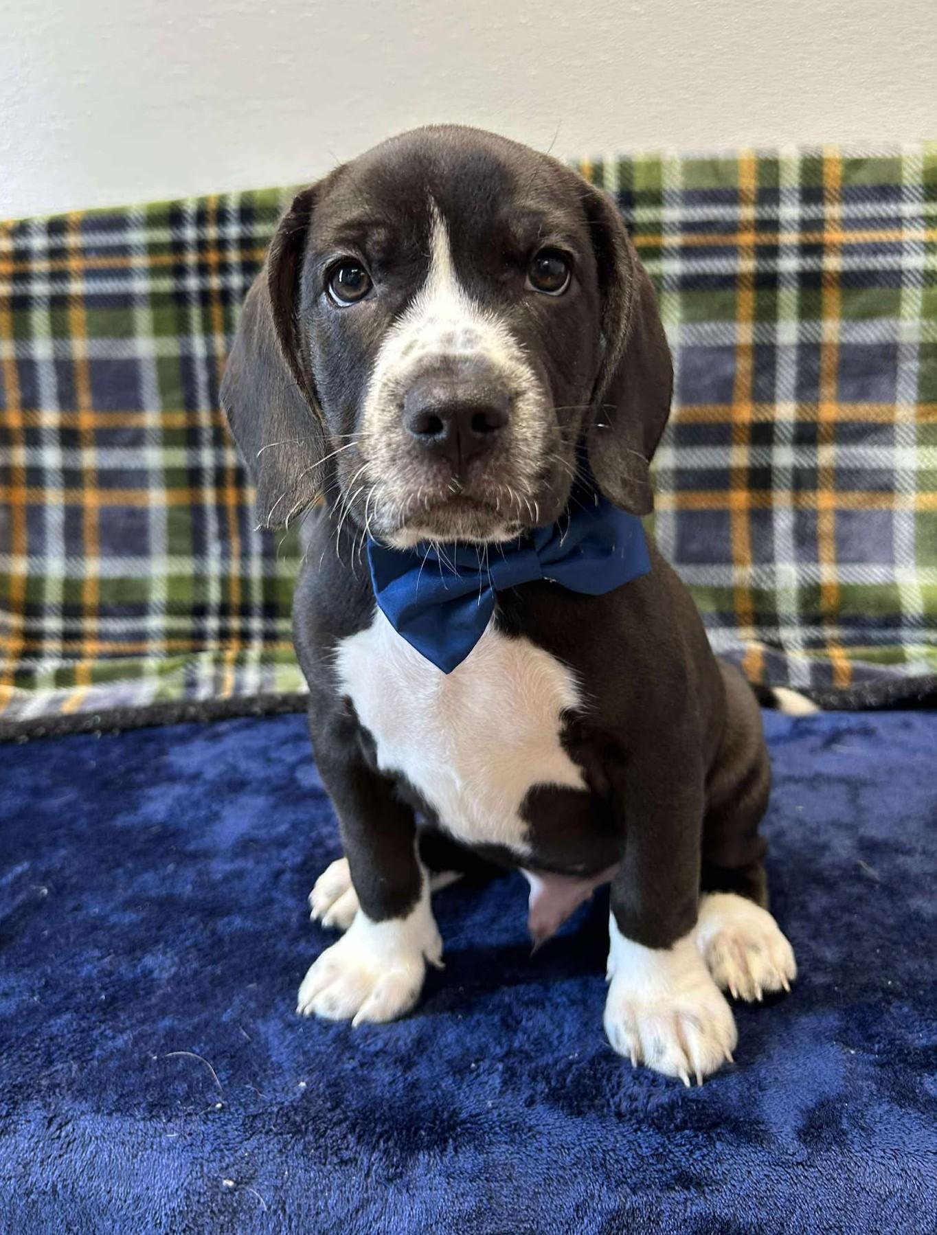 Logan Derringer, an adoptable mixed breed in Maryville, MO image 4/4
