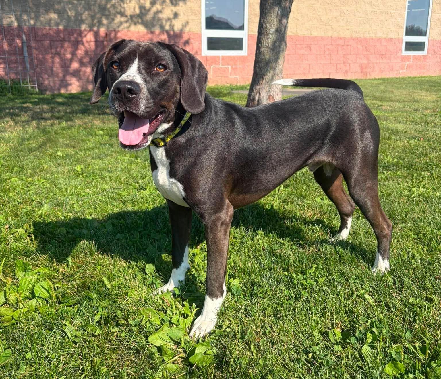 Logan Derringer, an adoptable mixed breed in Maryville, MO image 3/4