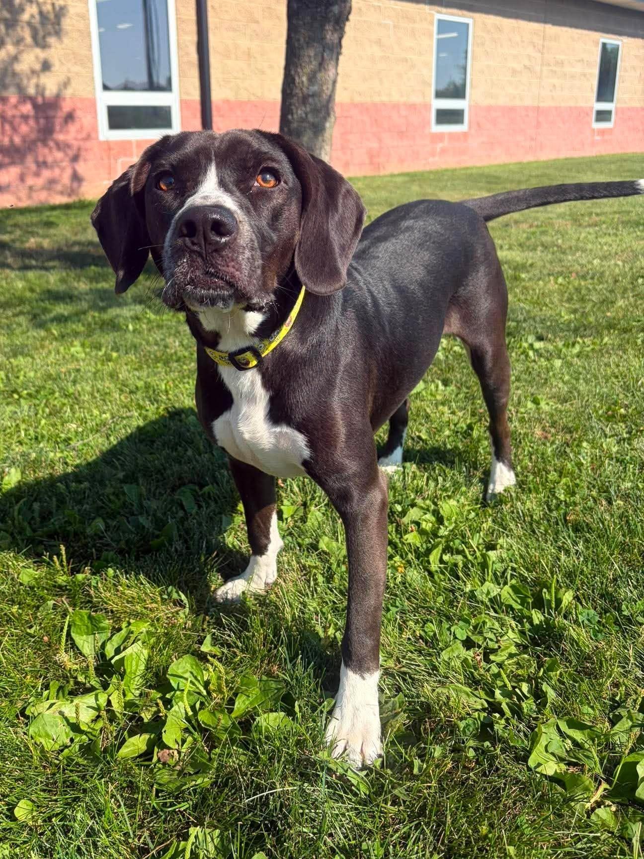 Logan Derringer, an adoptable mixed breed in Maryville, MO image 2/4