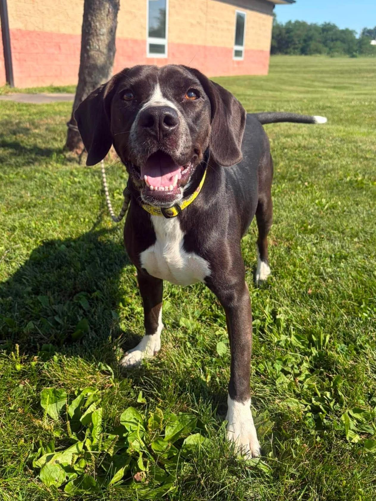Logan Derringer, adoptable, Young Male Basset Hound & Pit Bull Terrier.