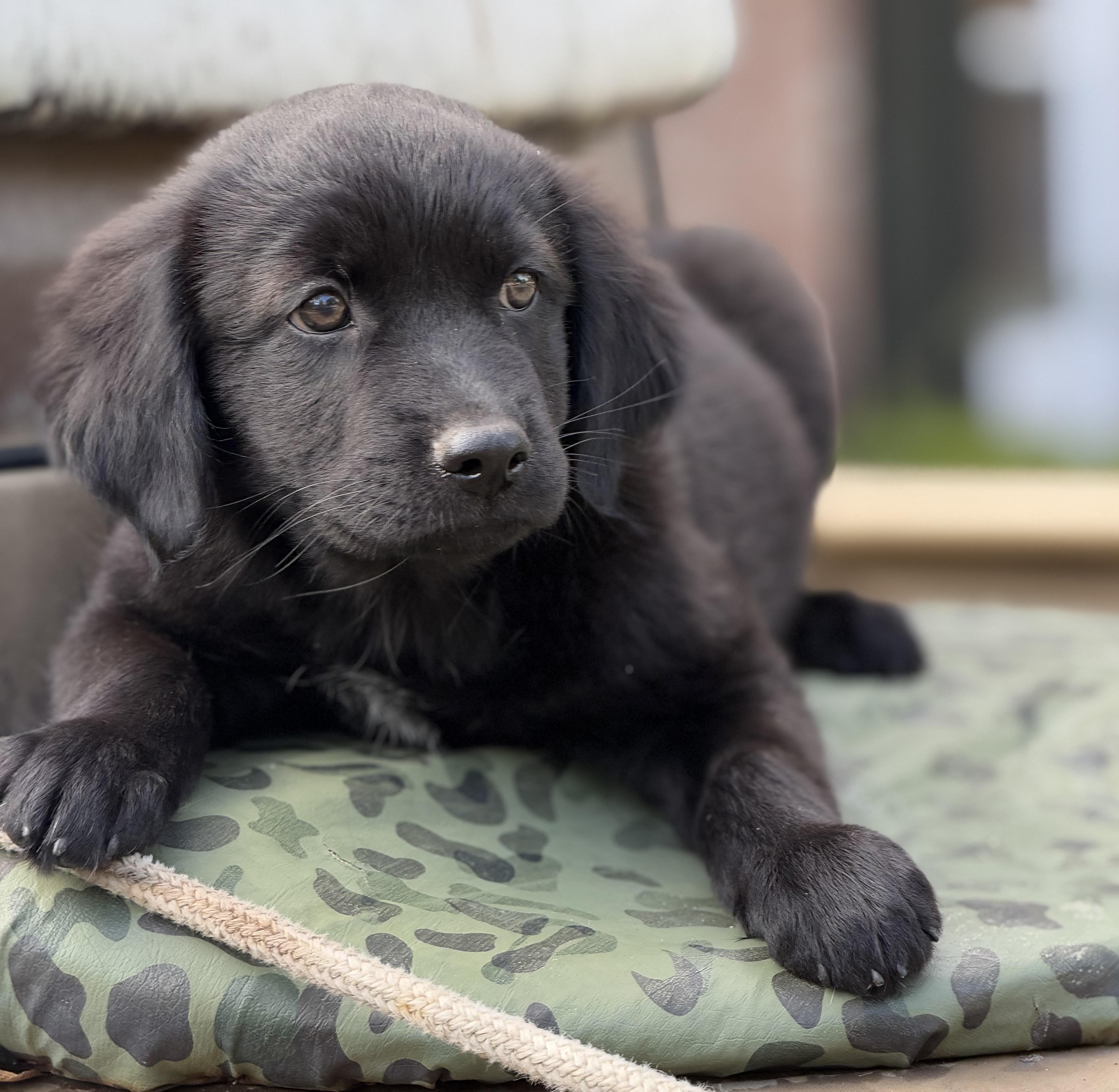 Enlarge Thunder, a Adopted mixed breed in Mt Pleasant, SC image 3/5