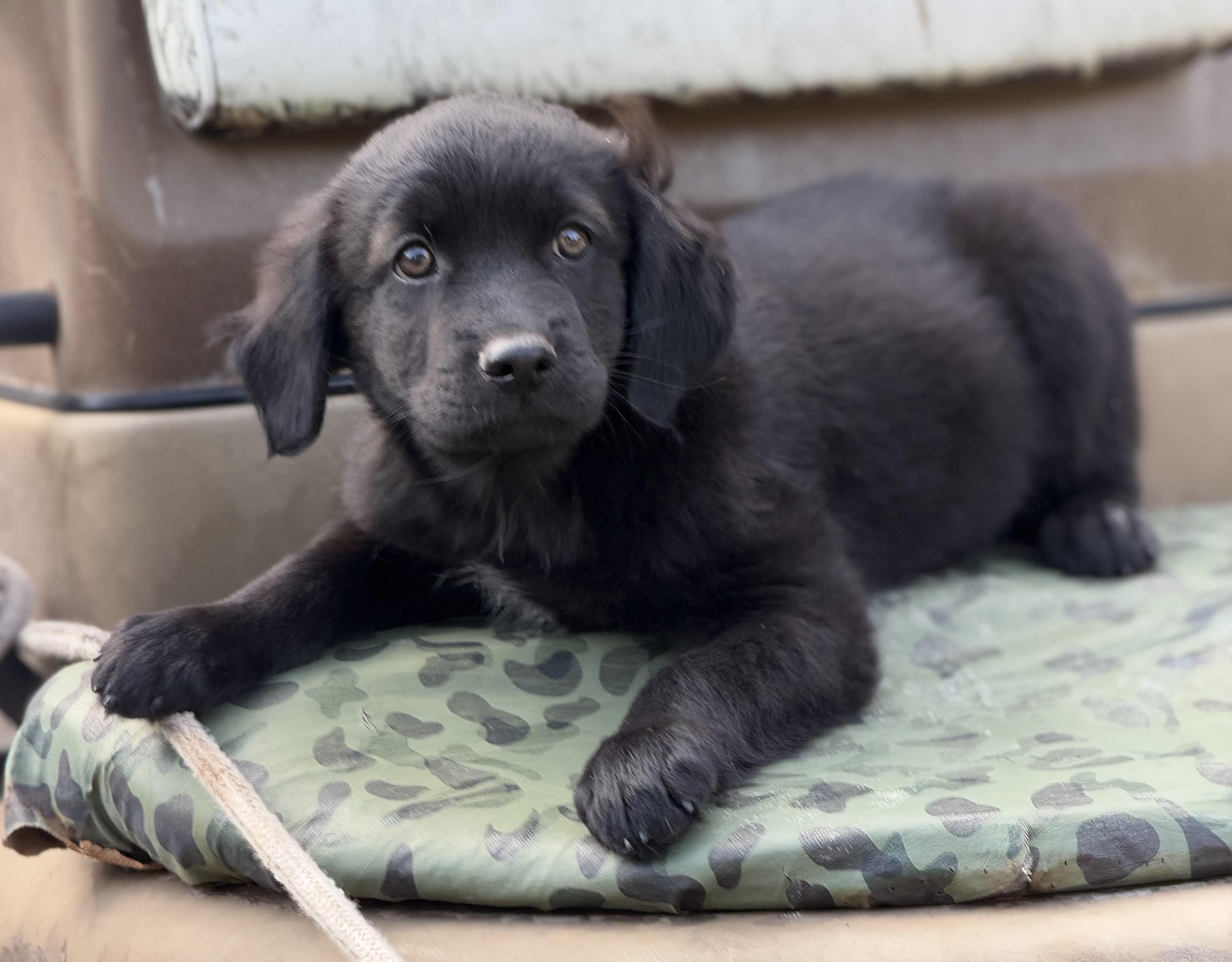 Enlarge Thunder, a Adopted mixed breed in Mt Pleasant, SC image 4/5