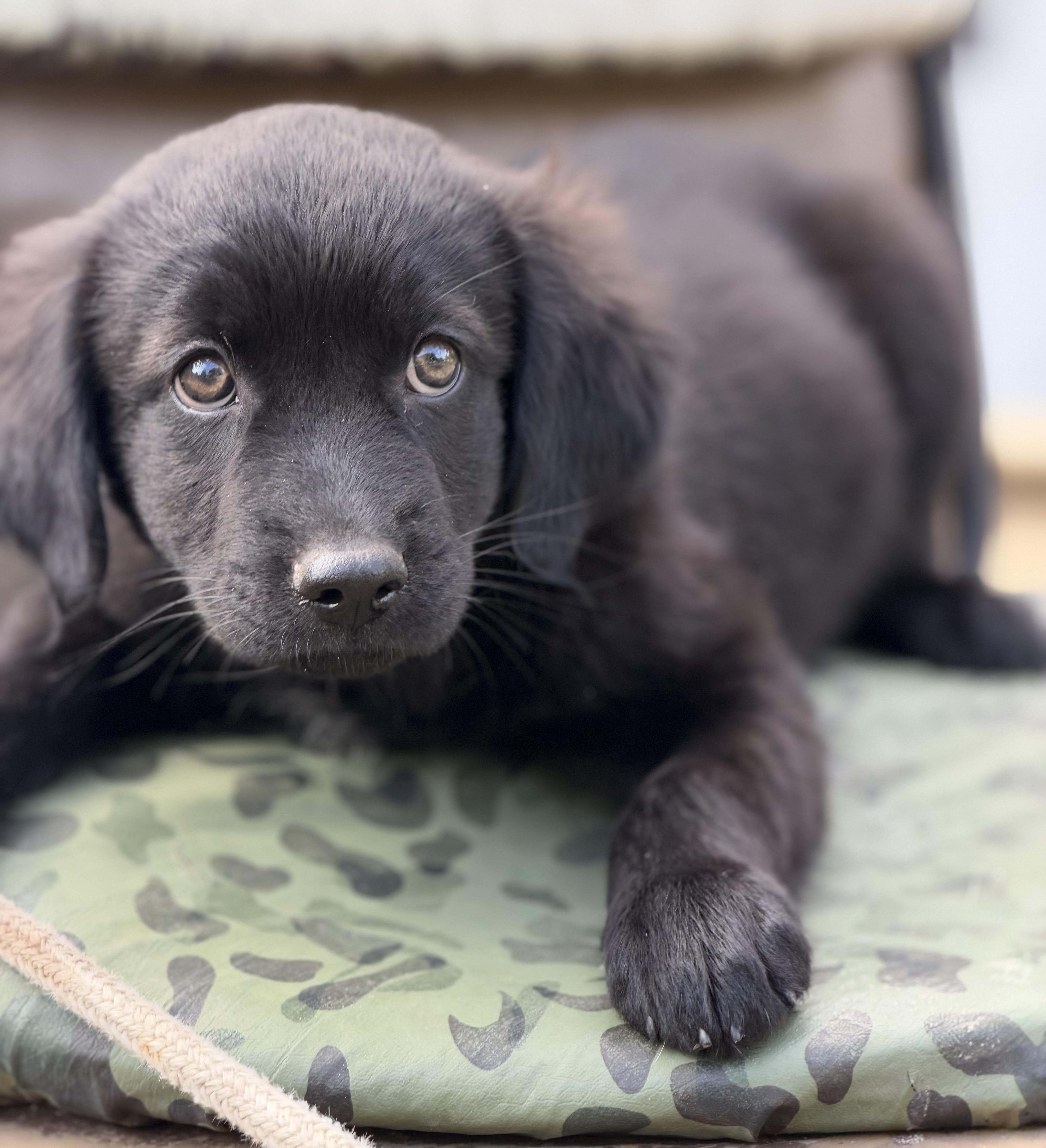 Enlarge Thunder, a Adopted mixed breed in Mt Pleasant, SC image 2/5
