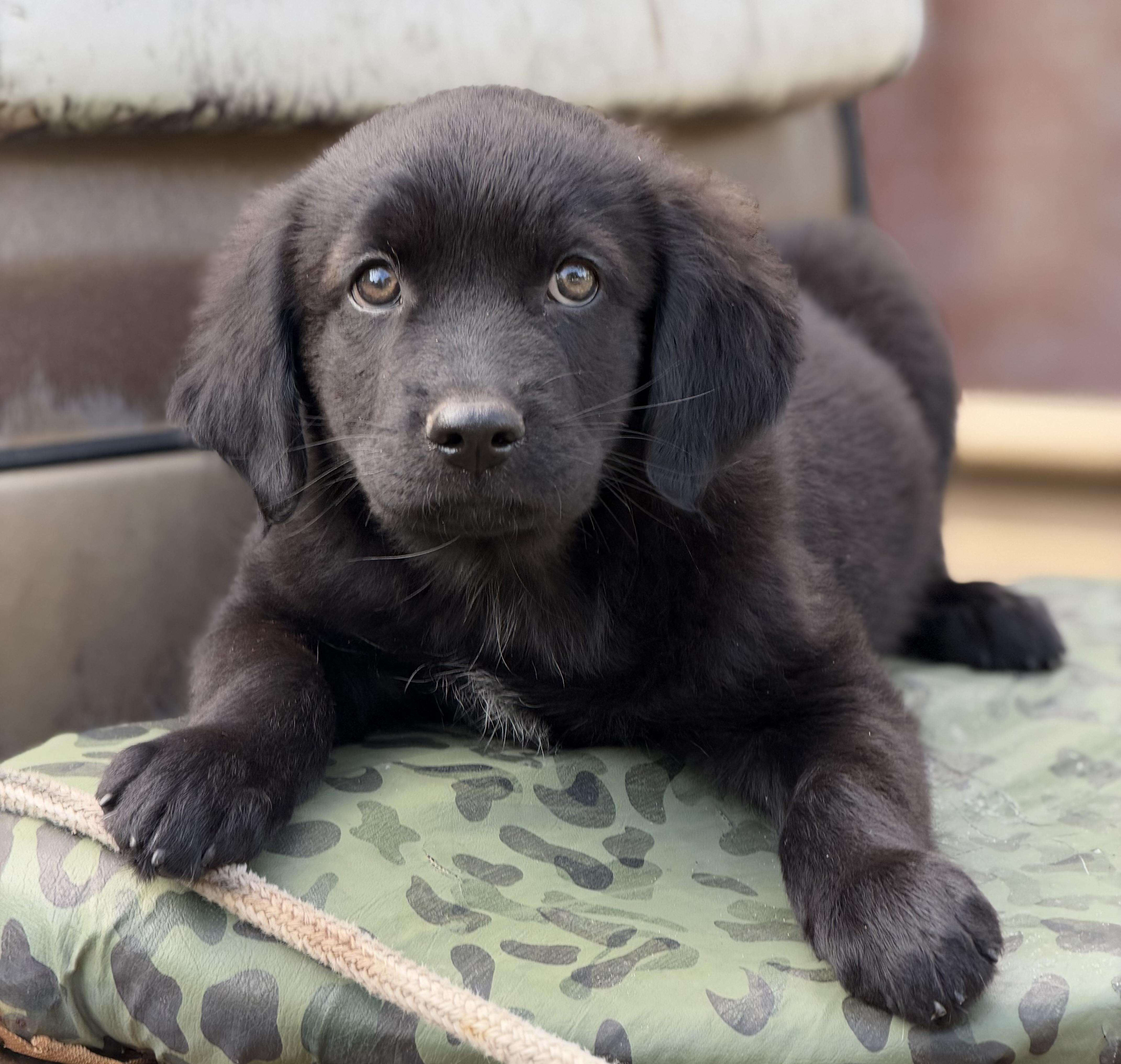 Enlarge Thunder, a Adopted mixed breed in Mt Pleasant, SC image 1/5