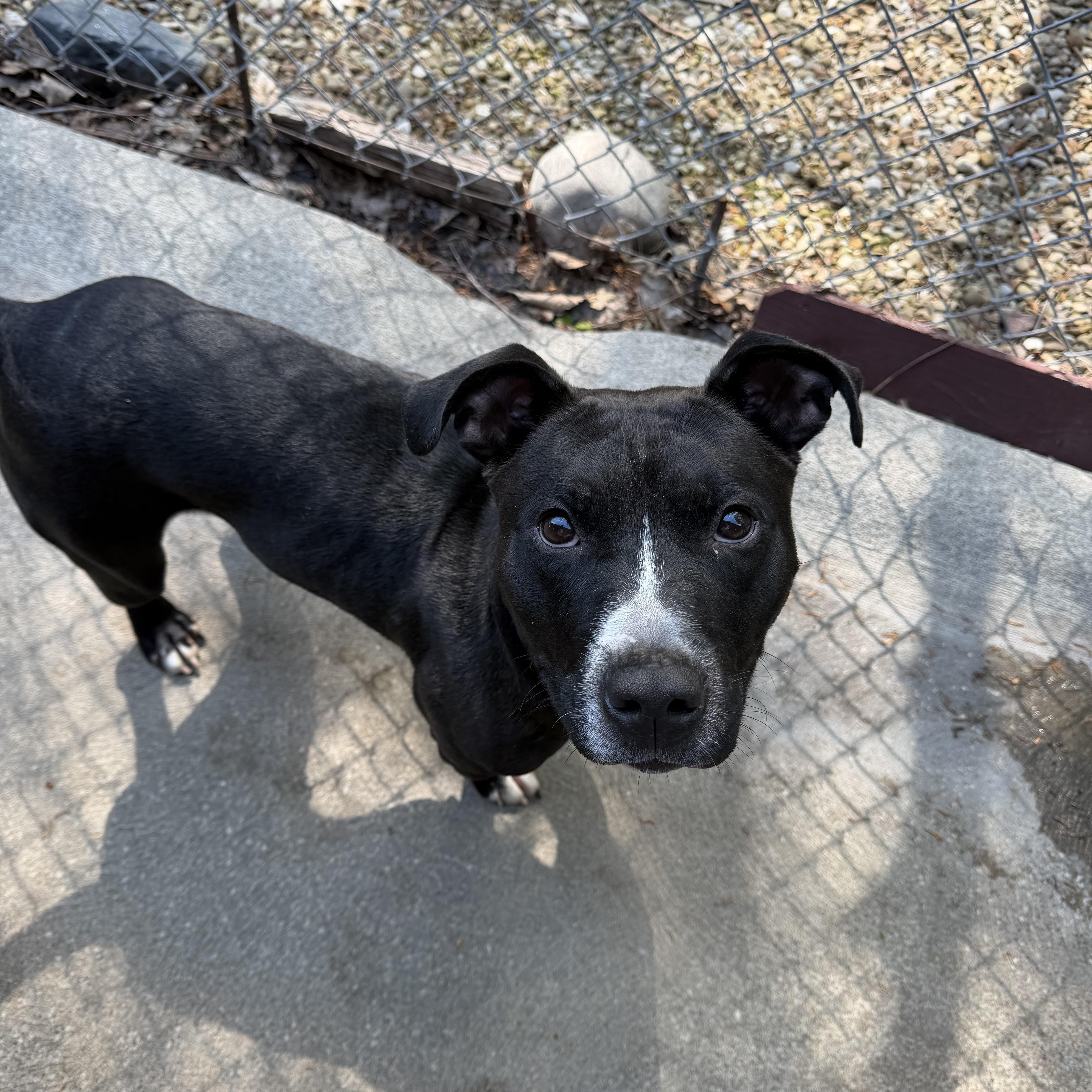 Blade, an adopted American Staffordshire Terrier in Seville, OH image 3/6
