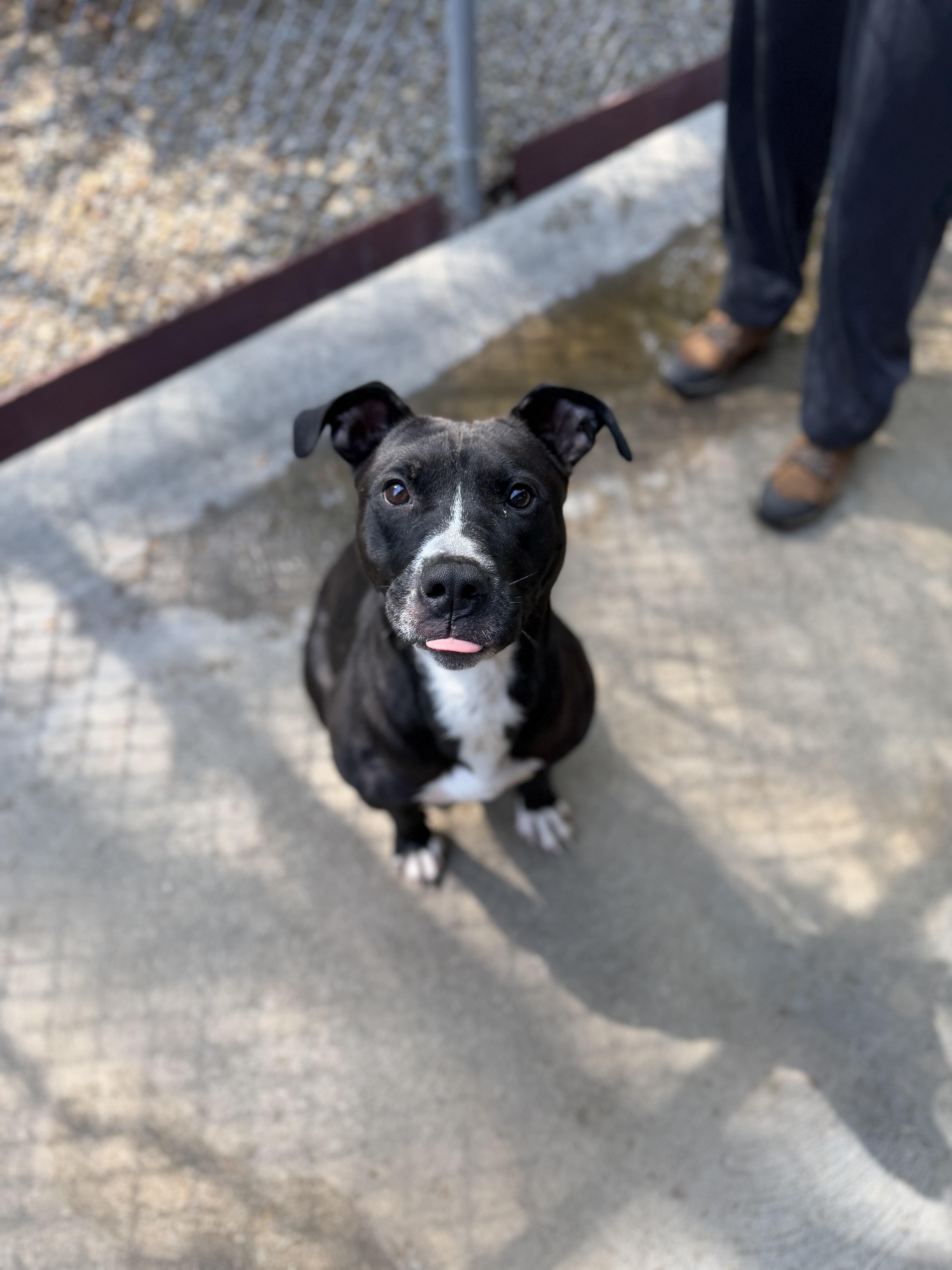 Blade, an adopted American Staffordshire Terrier in Seville, OH image 2/6