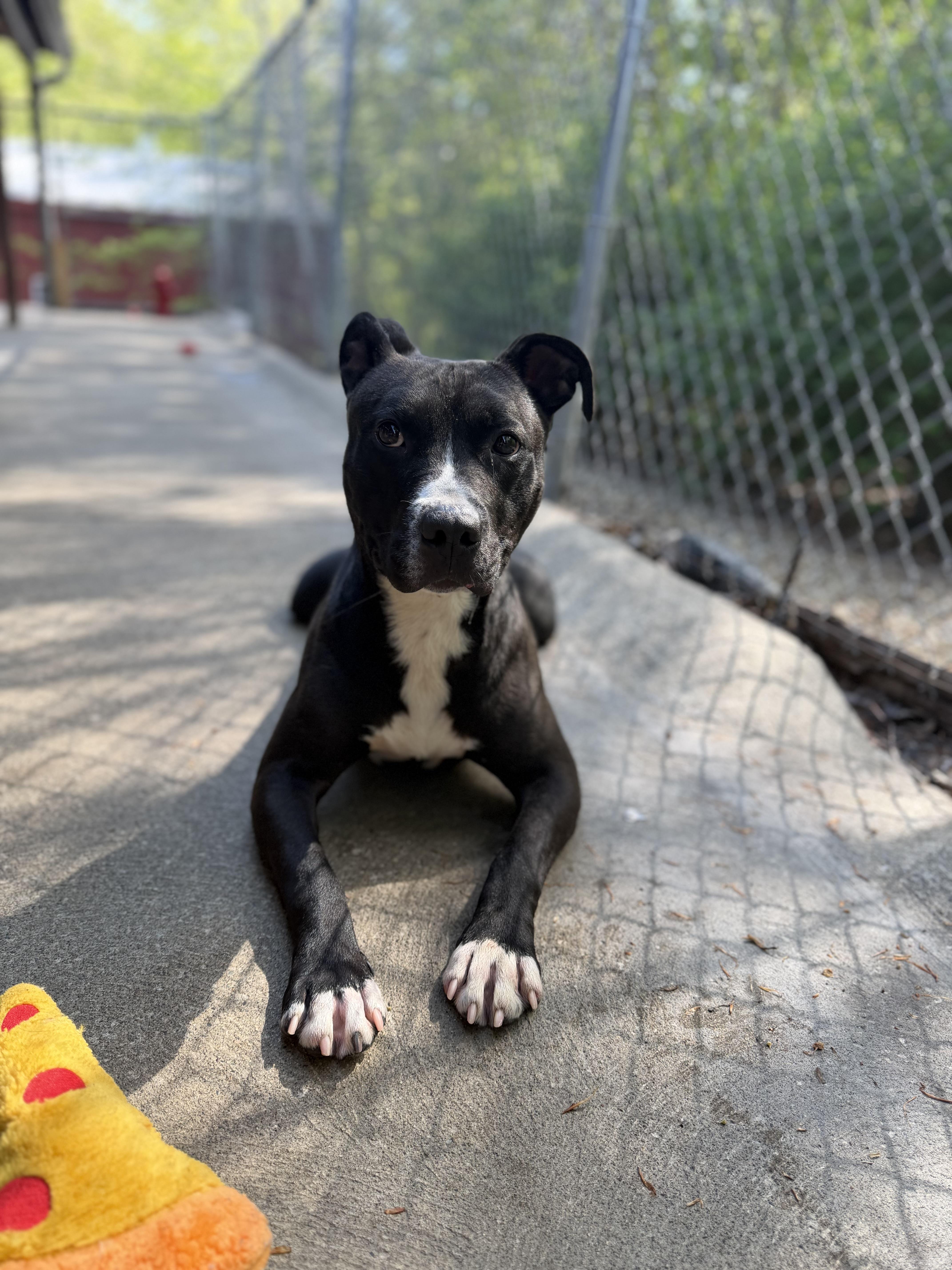 Blade, an adopted American Staffordshire Terrier in Seville, OH image 4/6