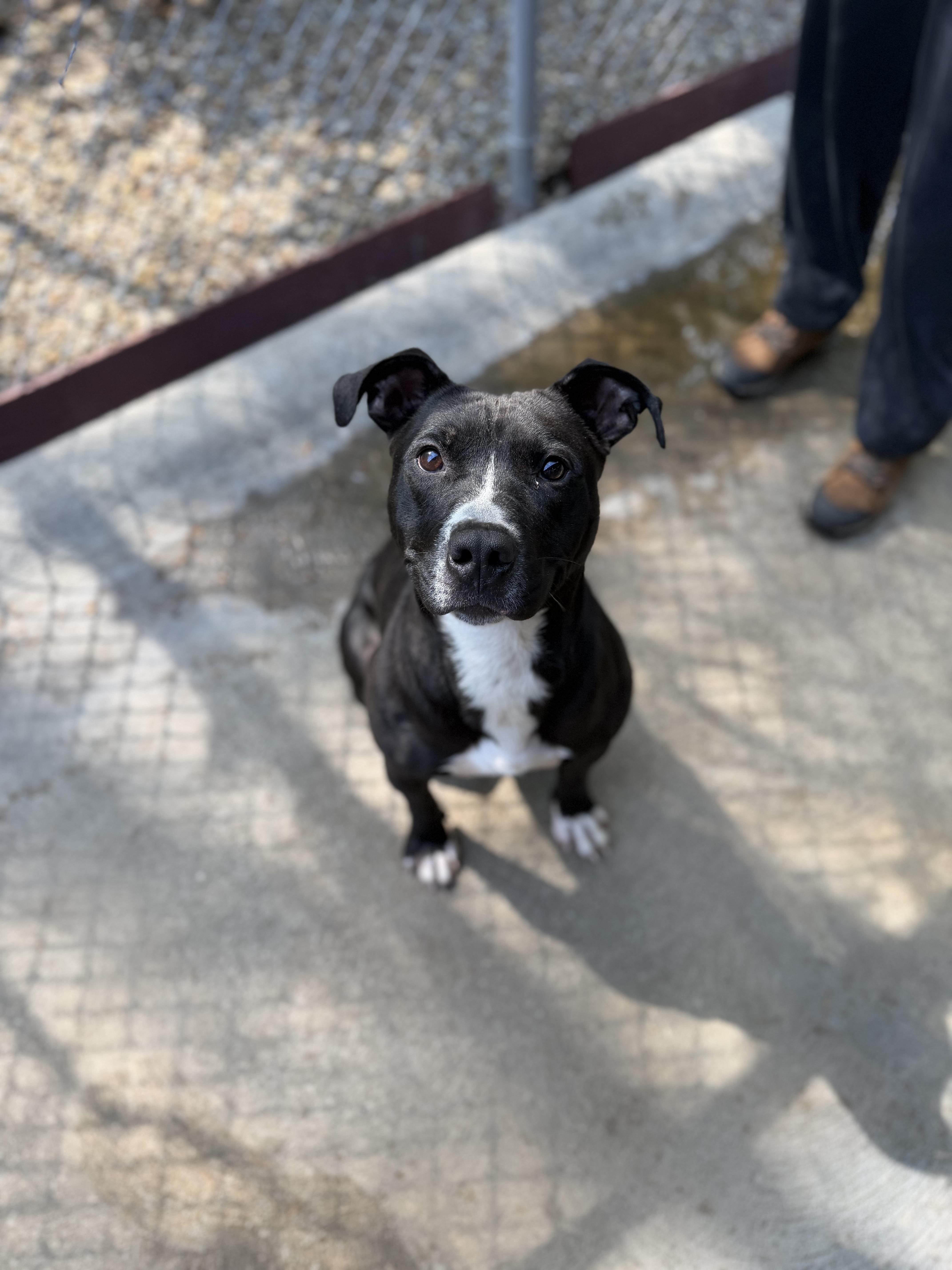 Blade, an adopted American Staffordshire Terrier in Seville, OH image 1/6