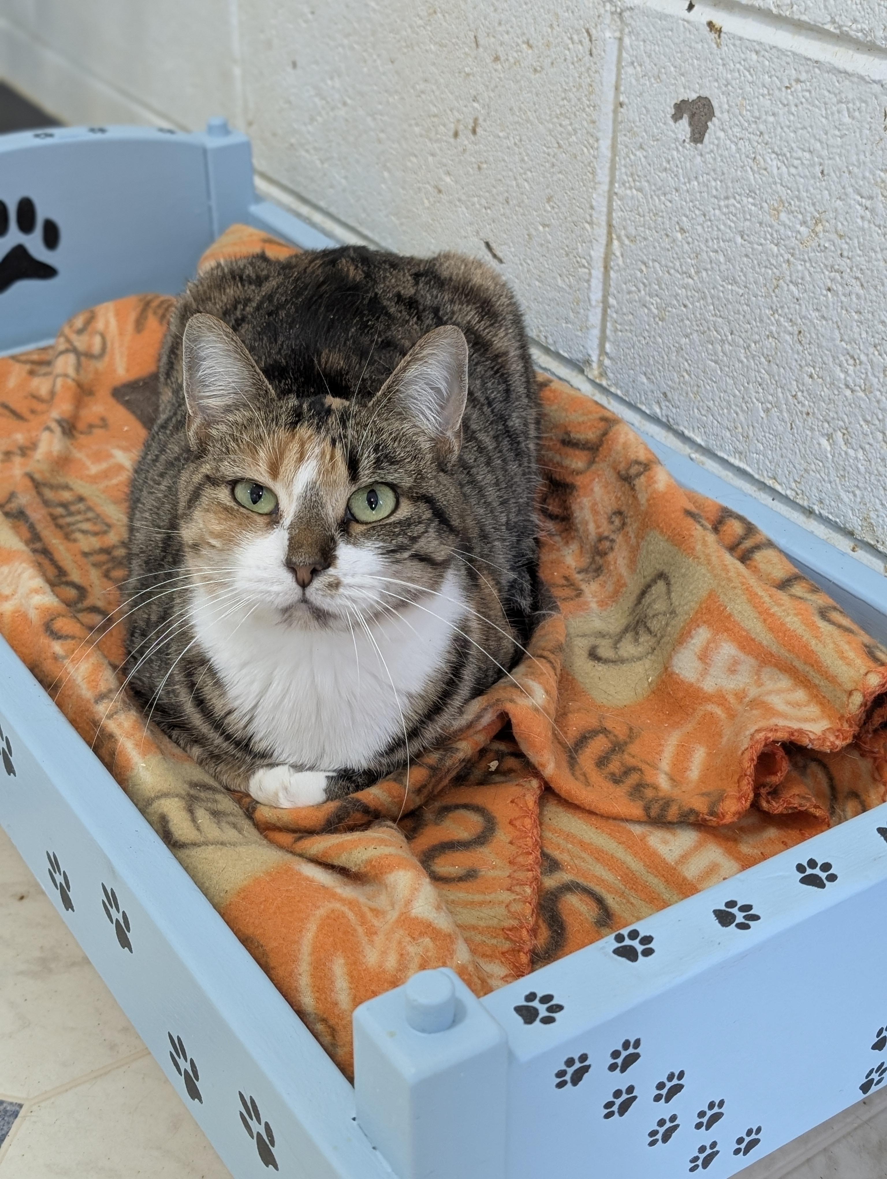 Callie, Adoptable, Adult Female Domestic Short Hair.