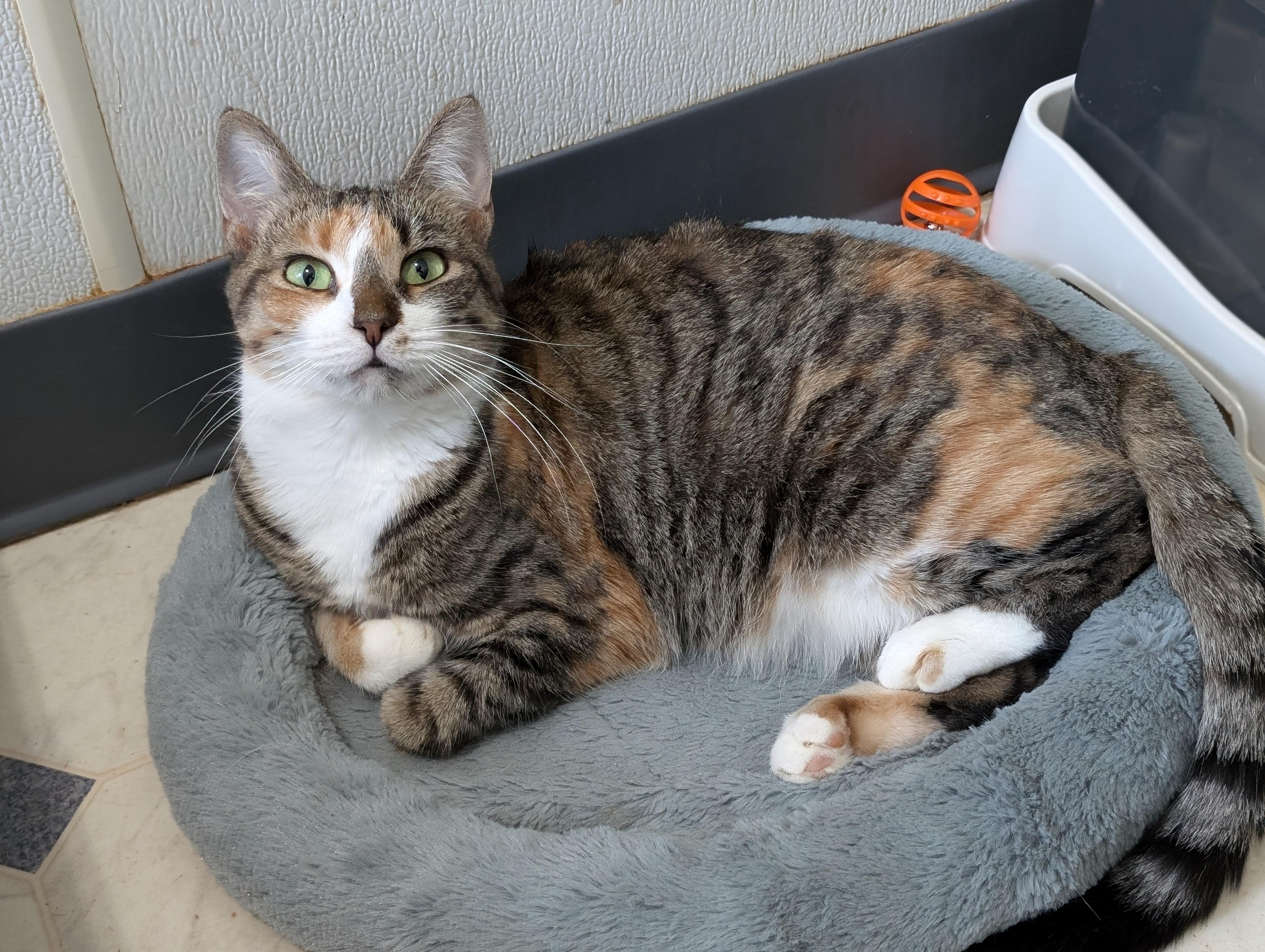 Callie, a Adoptable Domestic Short Hair in Tilton, IL image 5/6