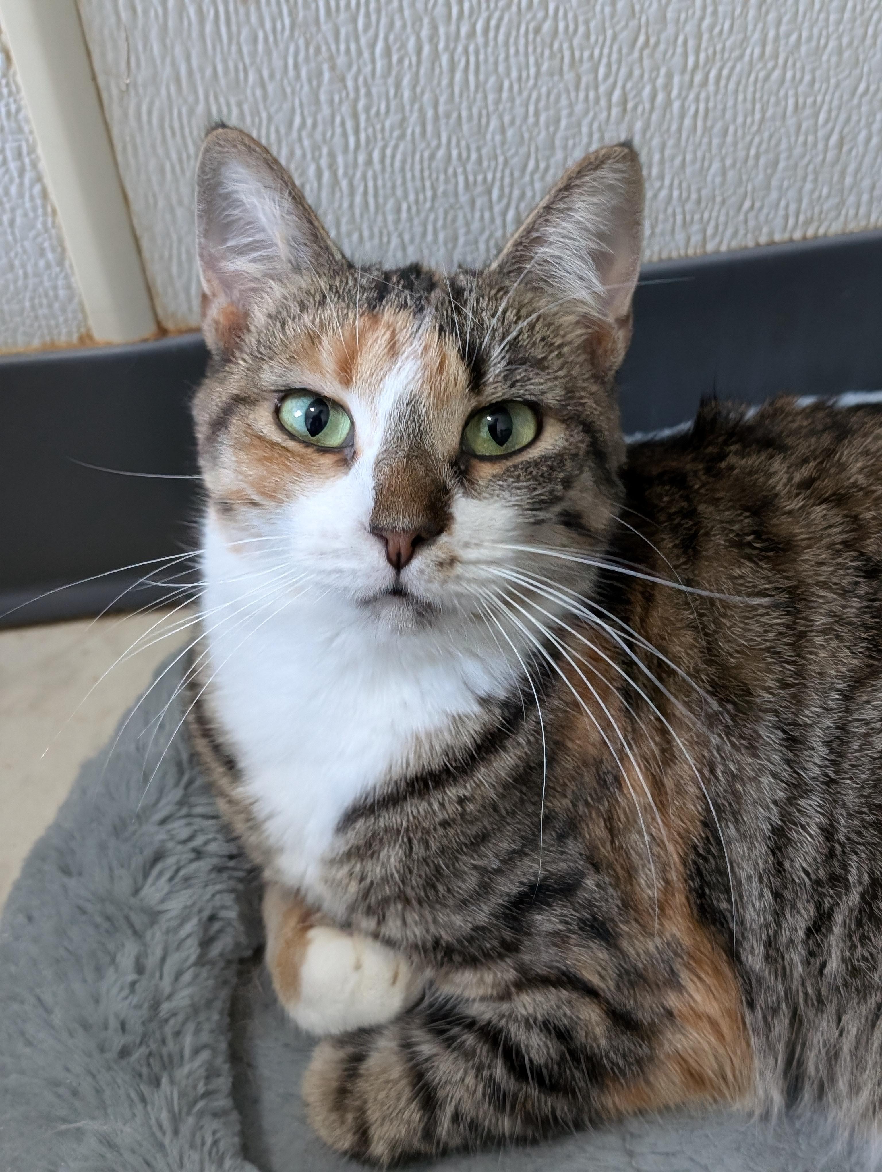 Callie, a Adoptable Domestic Short Hair in Tilton, IL image 6/6