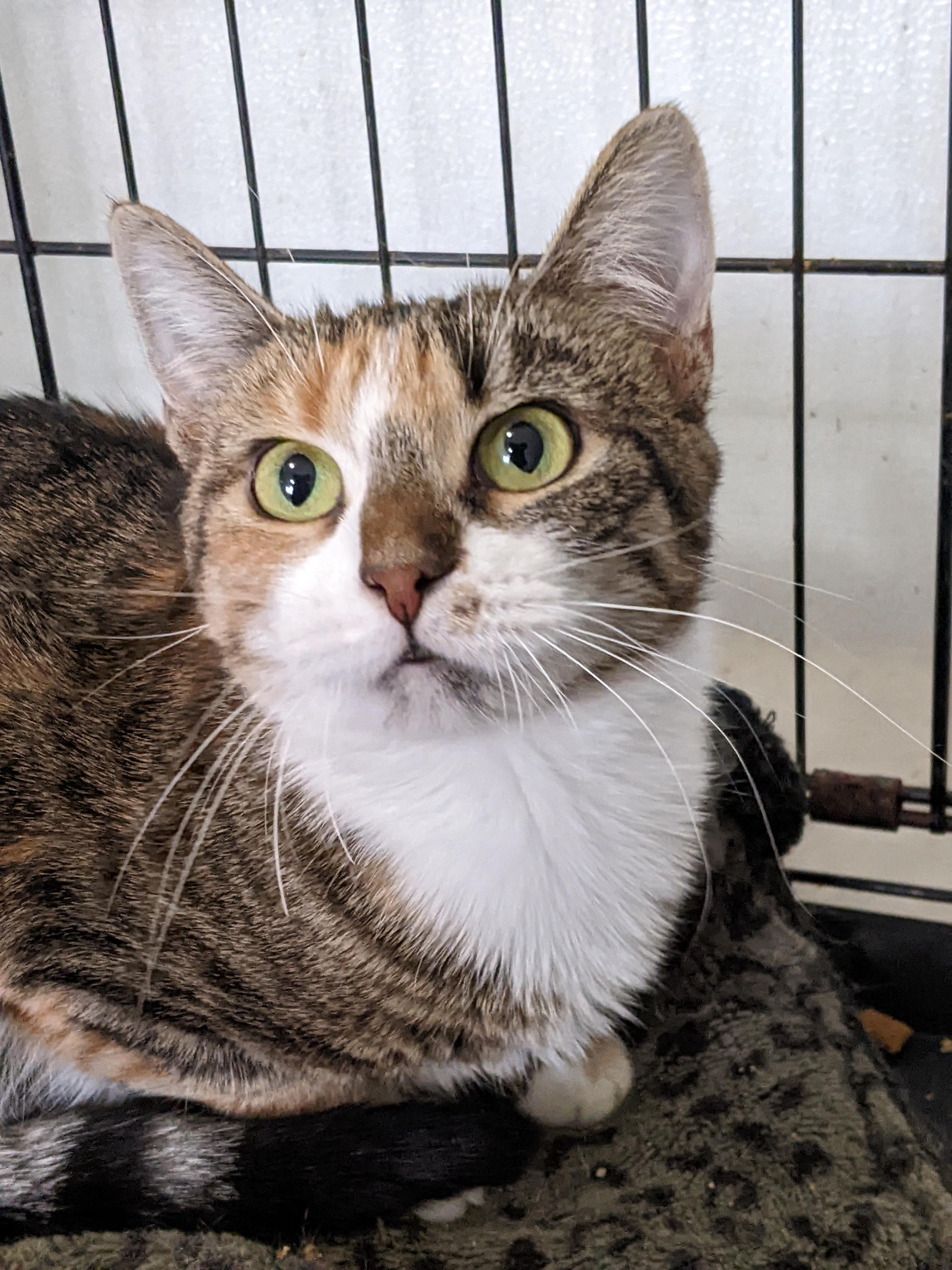 Callie, a Adoptable Domestic Short Hair in Tilton, IL image 4/6