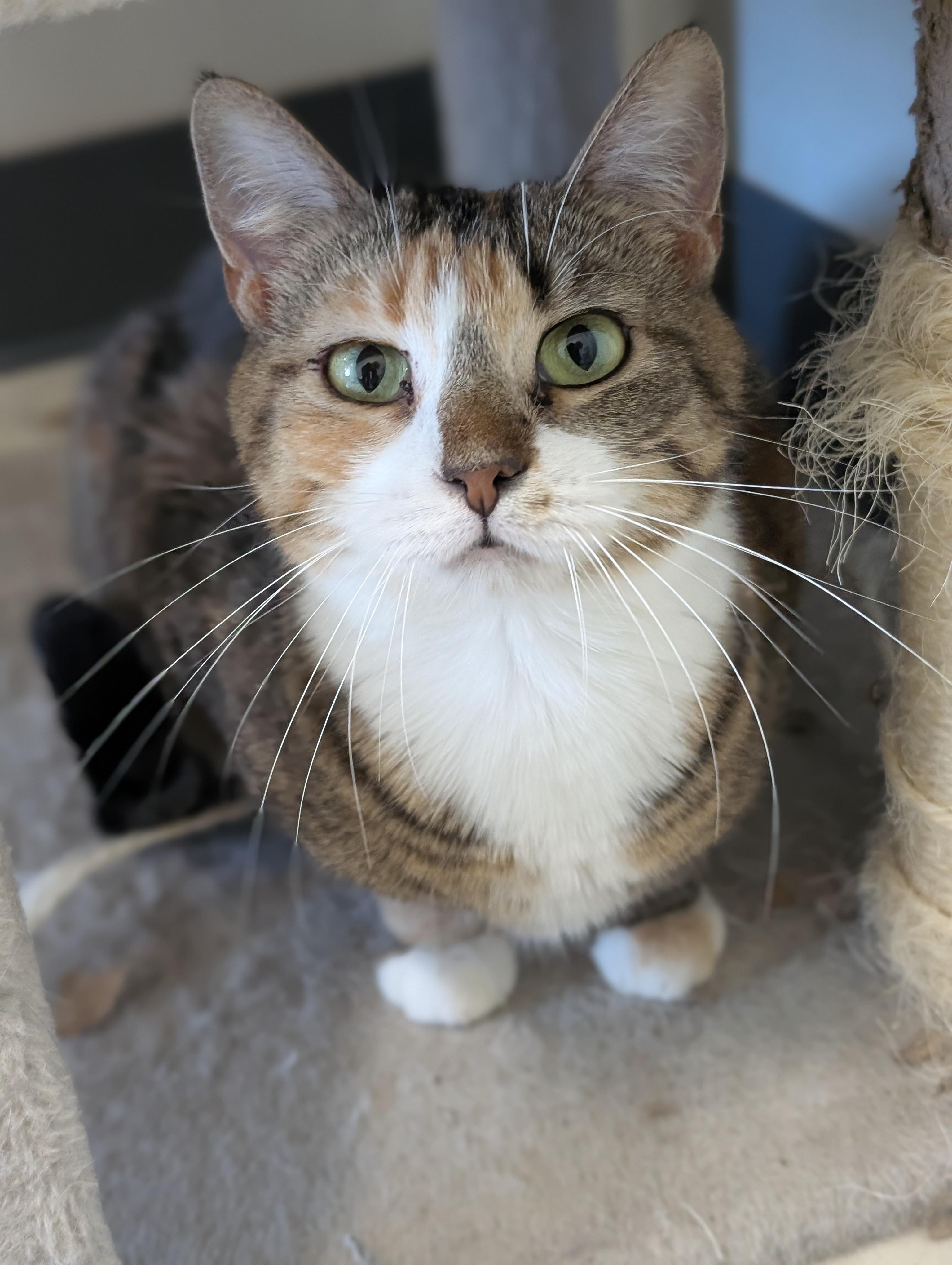Callie, a Adoptable Domestic Short Hair in Tilton, IL image 3/6