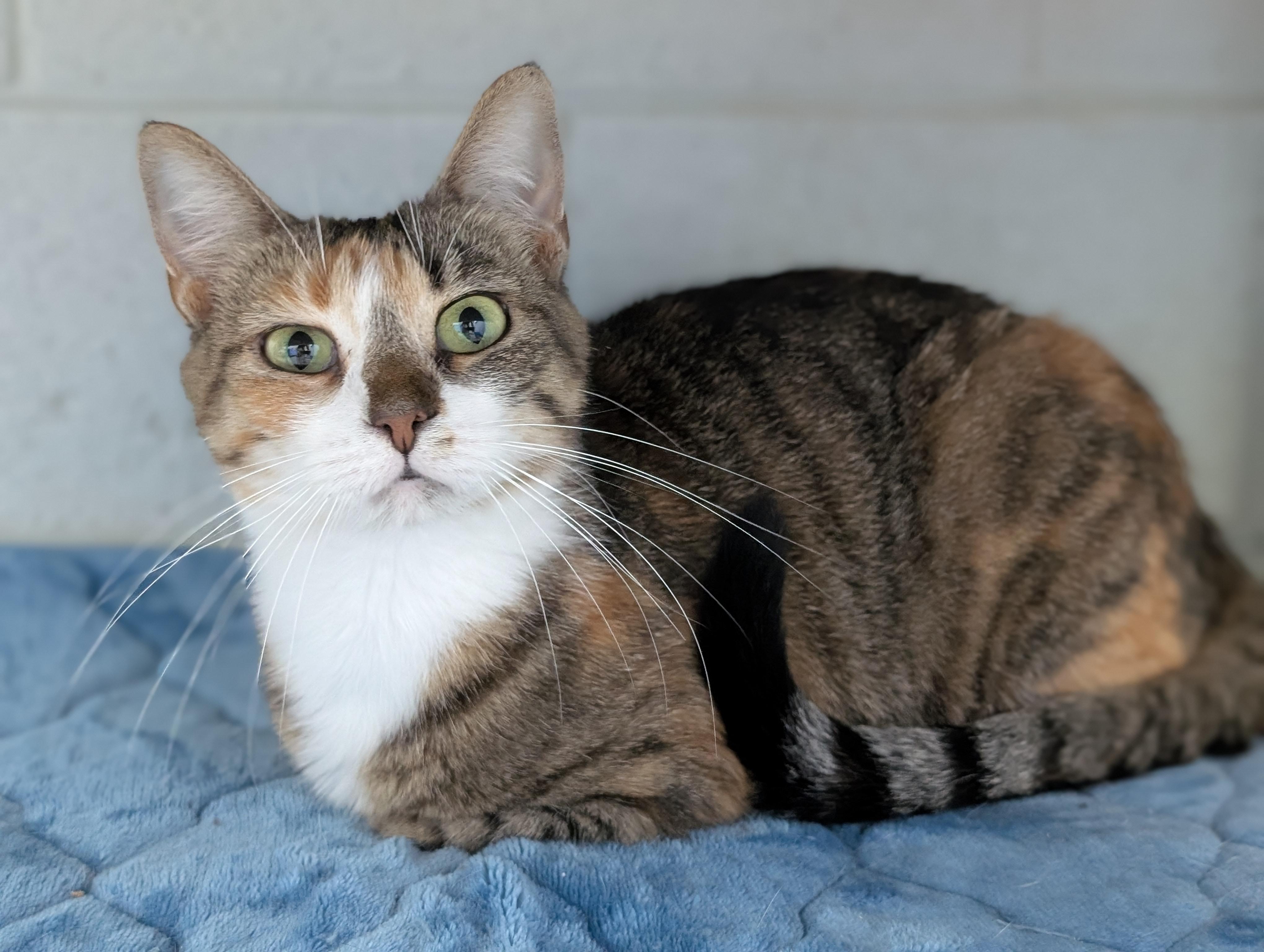 Callie, Adoptable, Adult Female Domestic Short Hair.