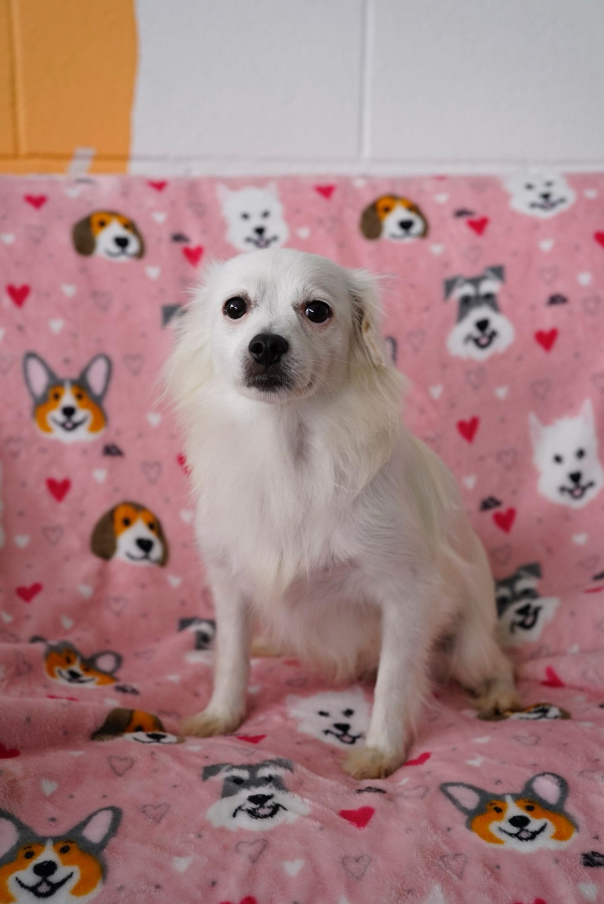 Enlarge Kris, a ADOPTABLE mixed breed in Pasadena, CA image 1/3