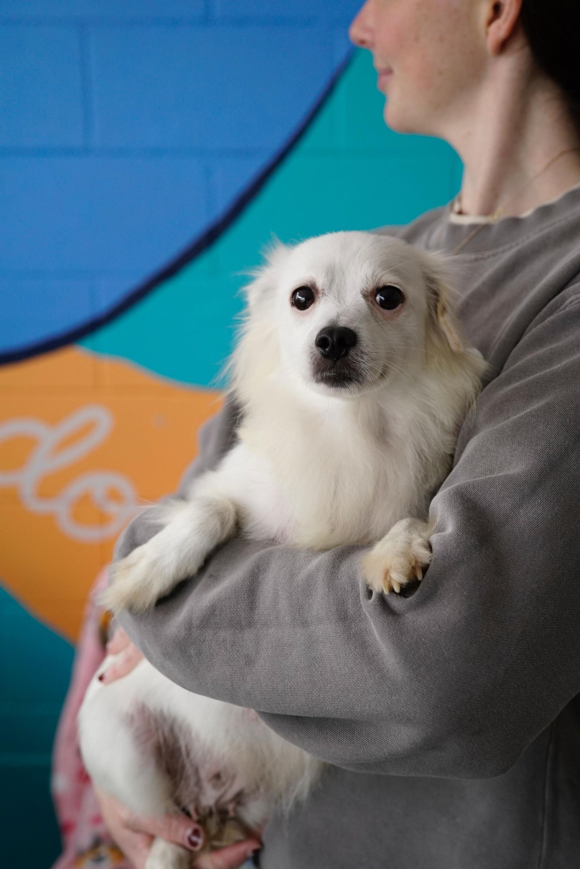 Enlarge Kris, a ADOPTABLE mixed breed in Pasadena, CA image 3/3