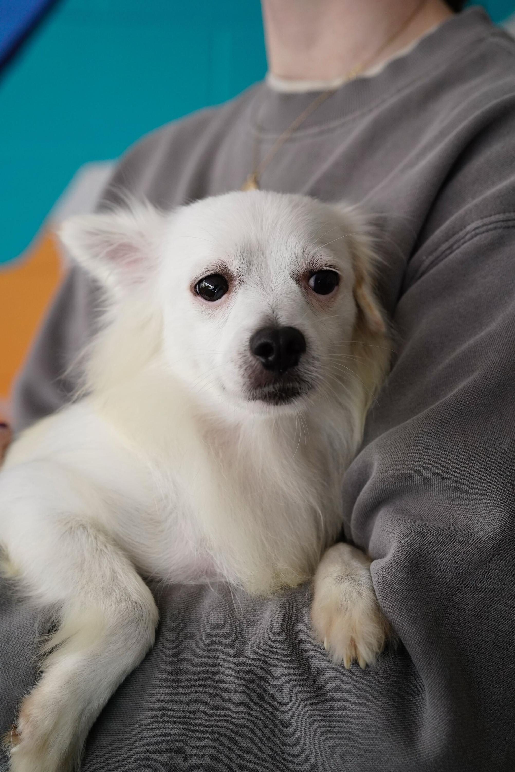 Enlarge Kris, a ADOPTABLE mixed breed in Pasadena, CA image 2/3