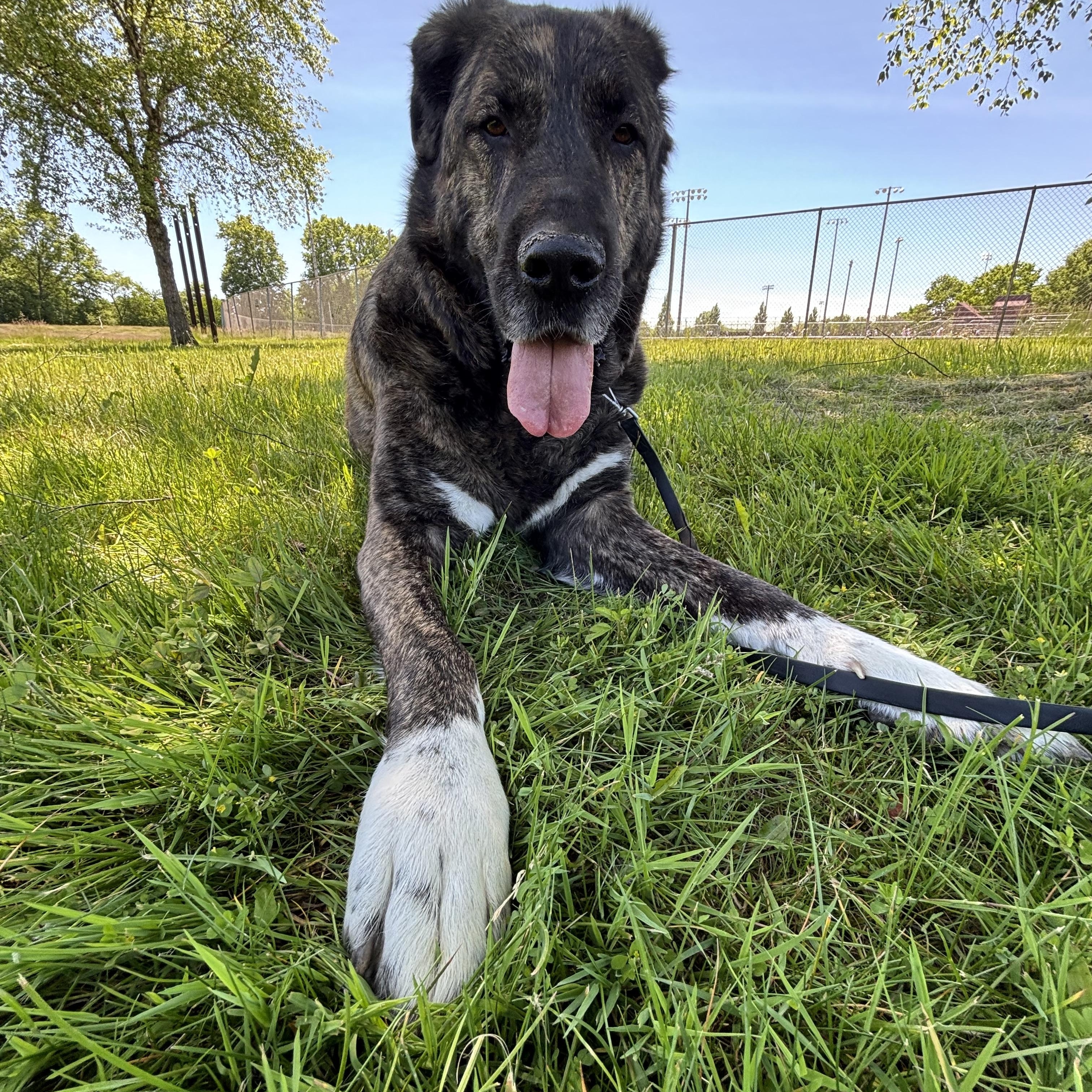 Napoleon, a ADOPTABLE mixed breed in Ashland, OH image 2/4