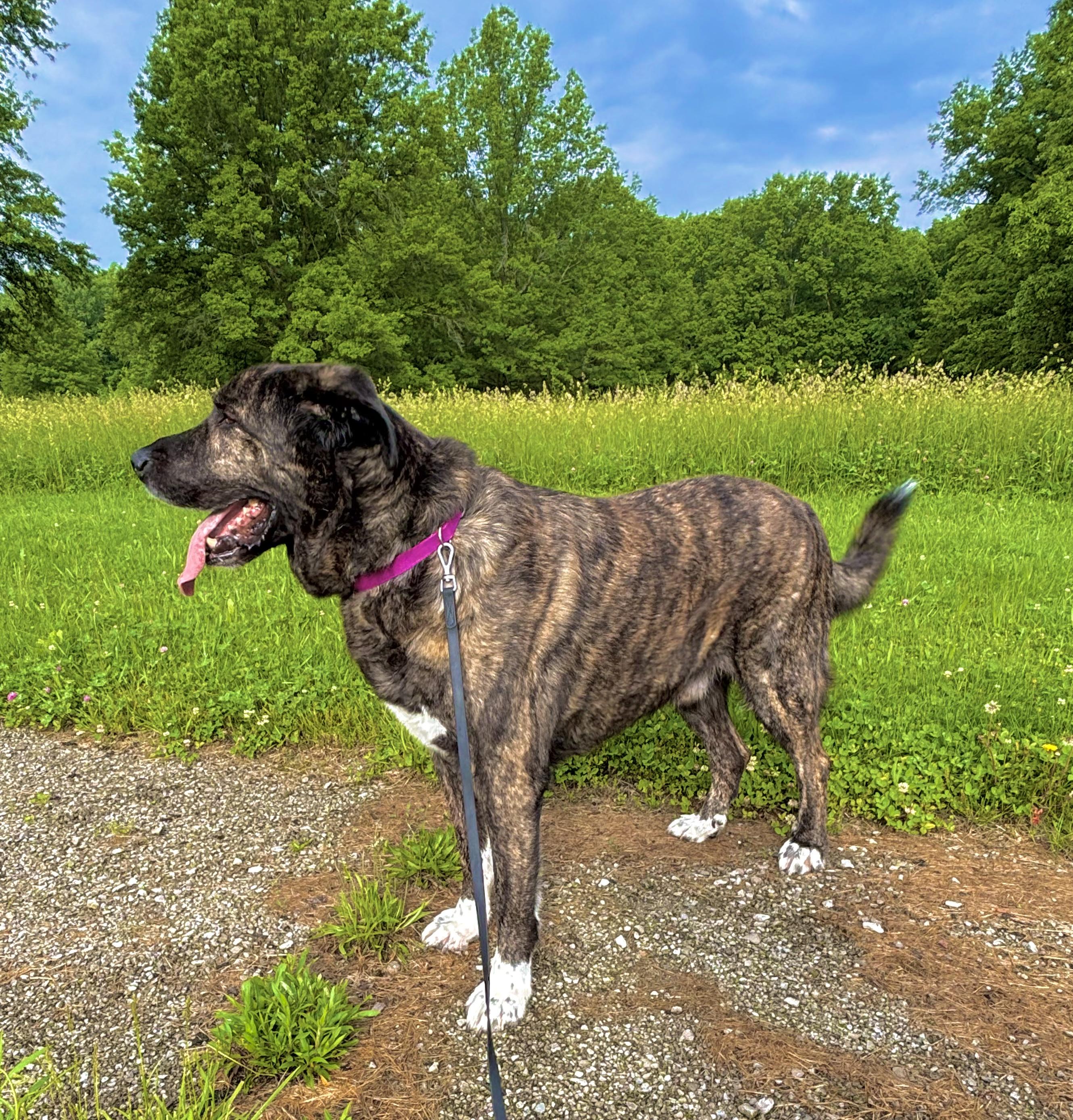 Napoleon, a ADOPTABLE mixed breed in Ashland, OH image 1/4