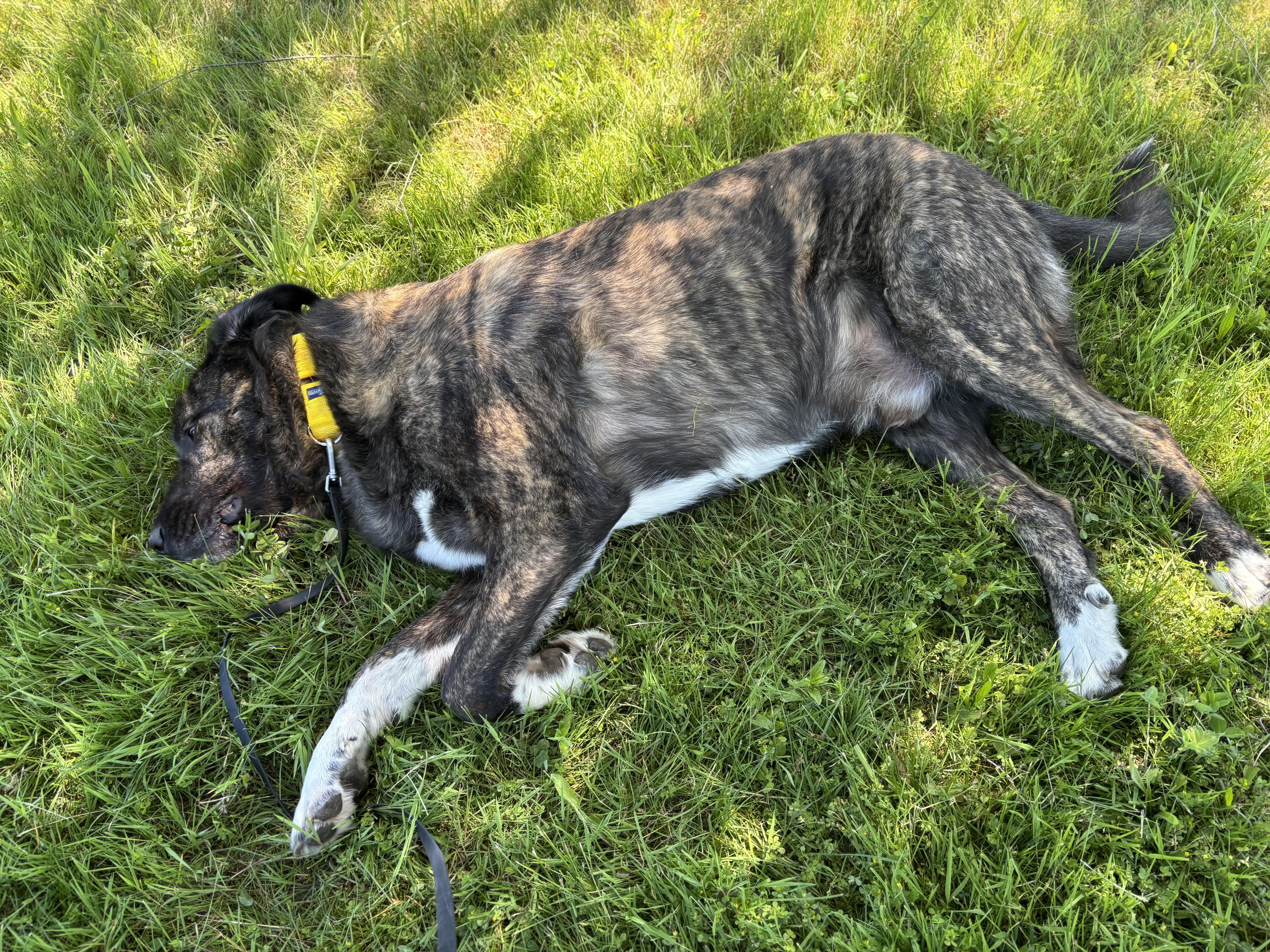 Napoleon, a ADOPTABLE mixed breed in Ashland, OH image 4/4