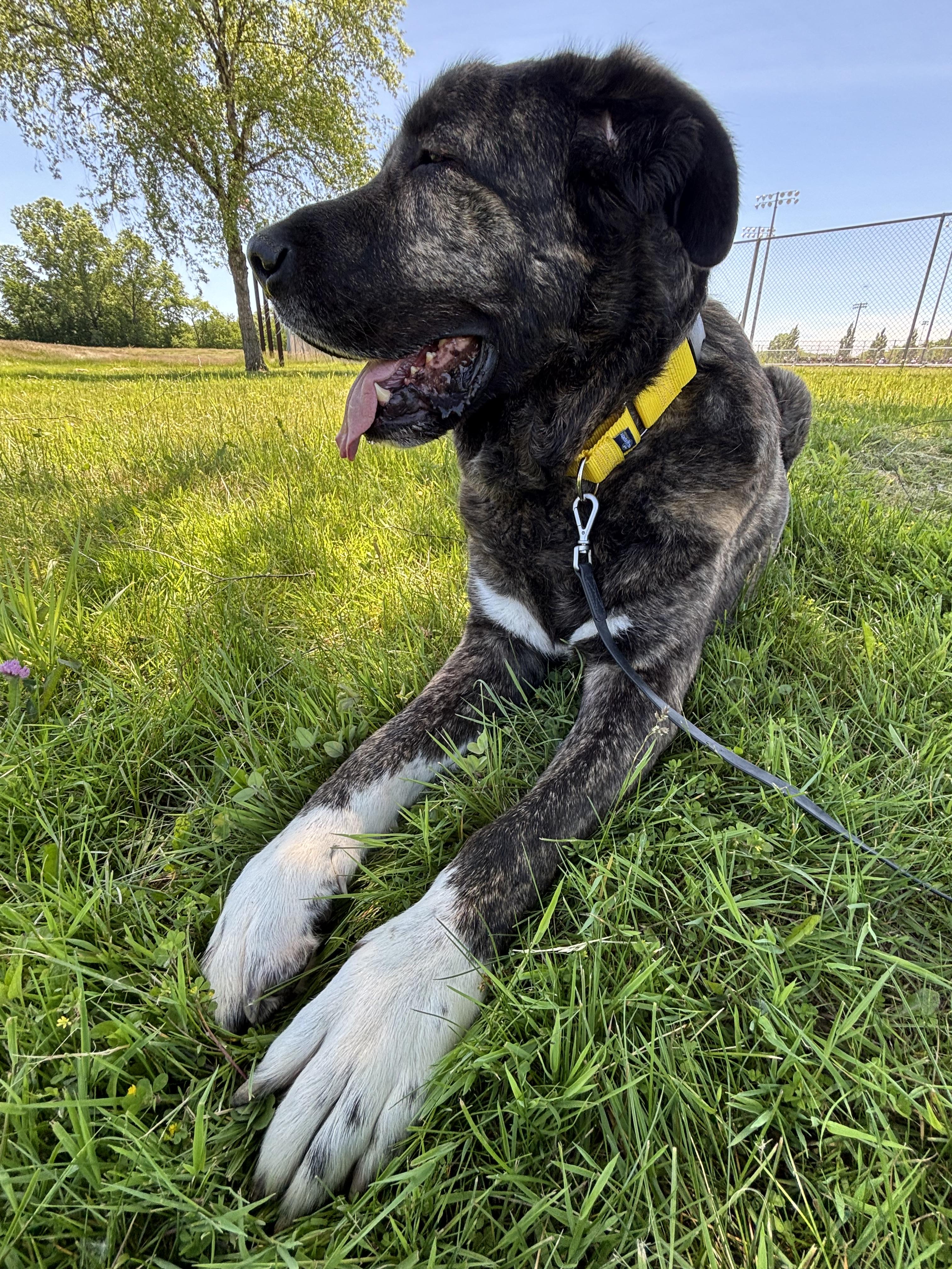 Napoleon, a ADOPTABLE mixed breed in Ashland, OH image 3/4