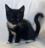 Enlarge Cheese, an adopted mixed breed in Buffalo, MN image 1/1