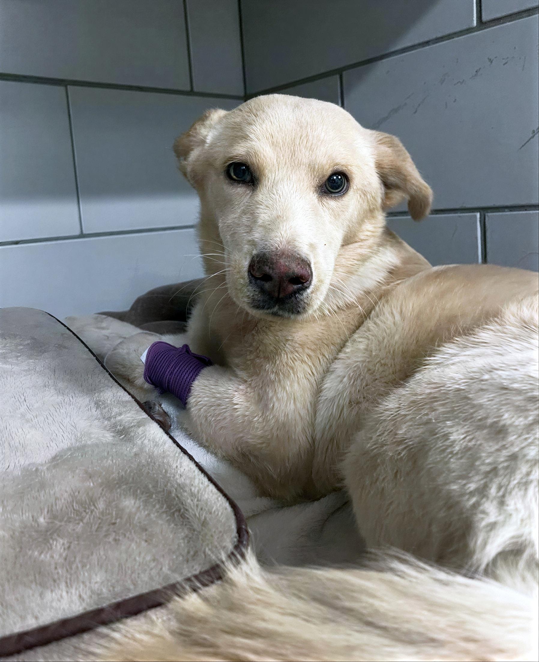 Penny Whistle, ADOPTABLE, Adult Female Mixed Breed.