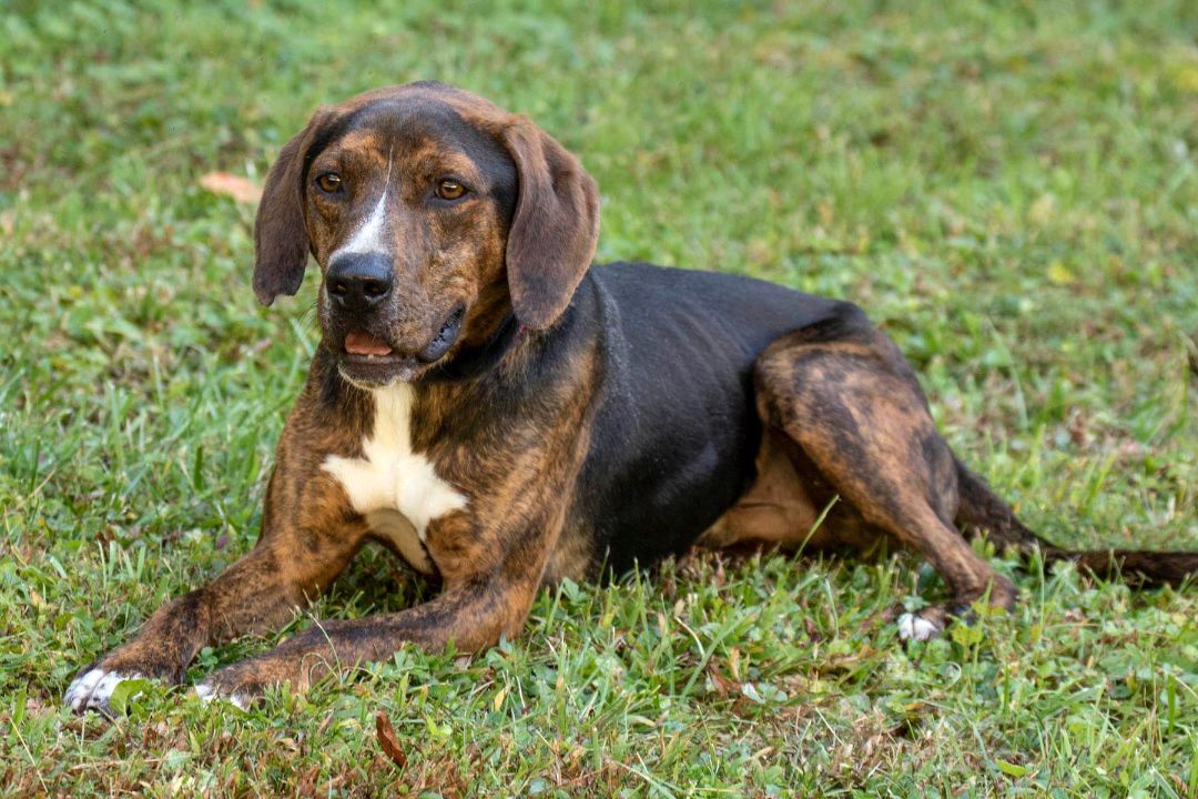 Clyde, a Adoptable mixed breed in Cashiers, NC image 5/6