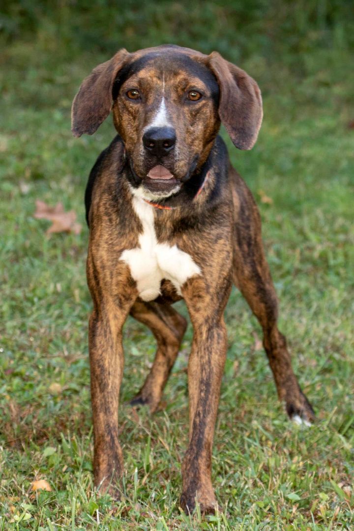 Clyde, a Adoptable mixed breed in Cashiers, NC image 6/6