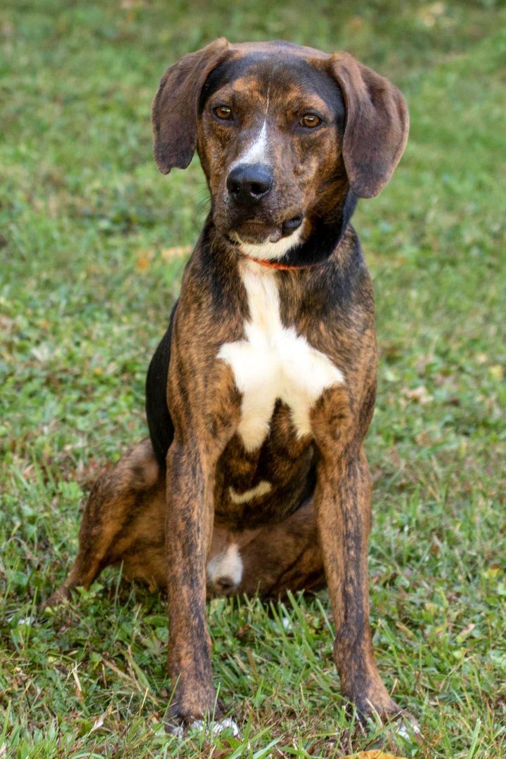 Clyde, a Adoptable mixed breed in Cashiers, NC image 1/6