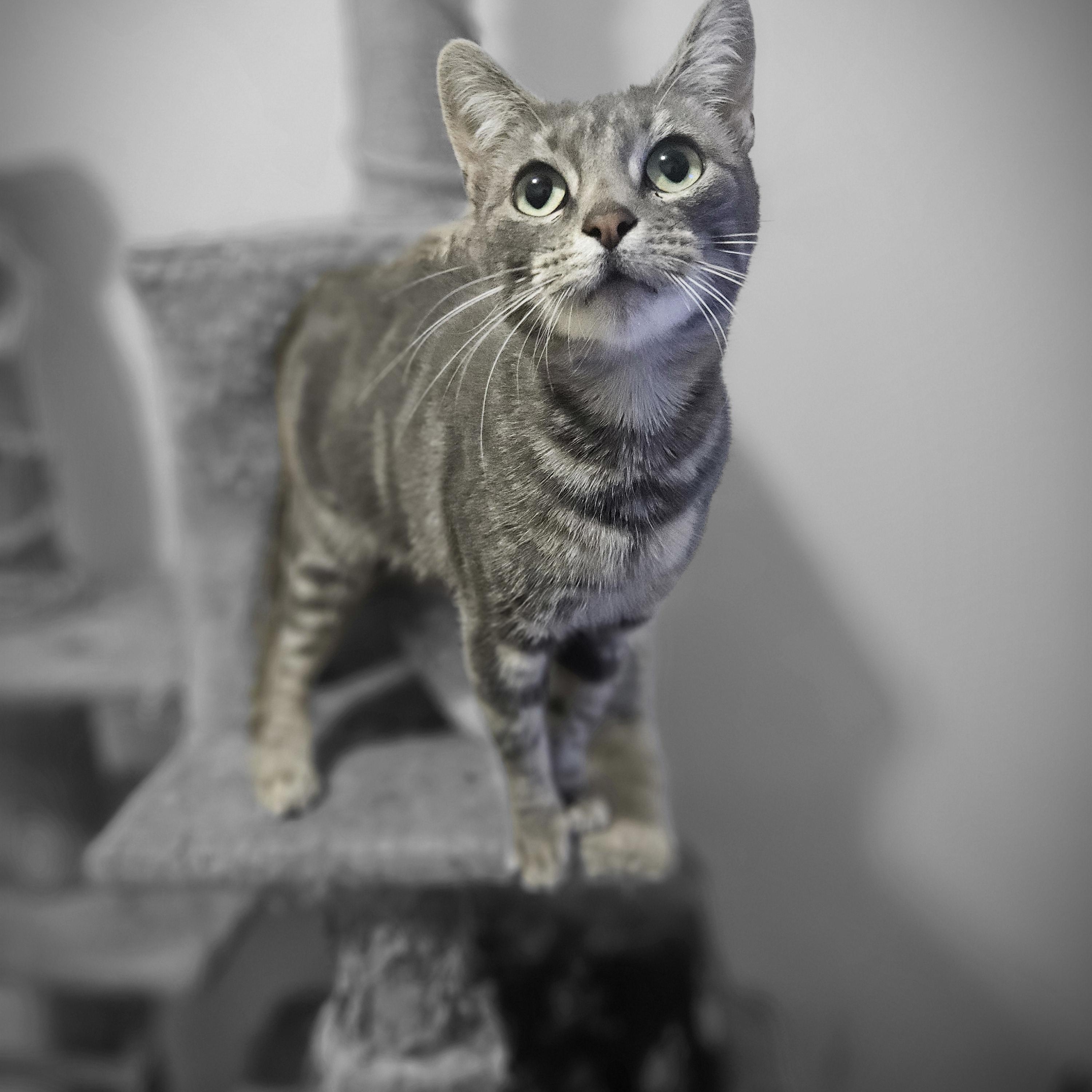 Enlarge Zoe, a Adoptable Domestic Short Hair in Brooklyn, NY image 1/5