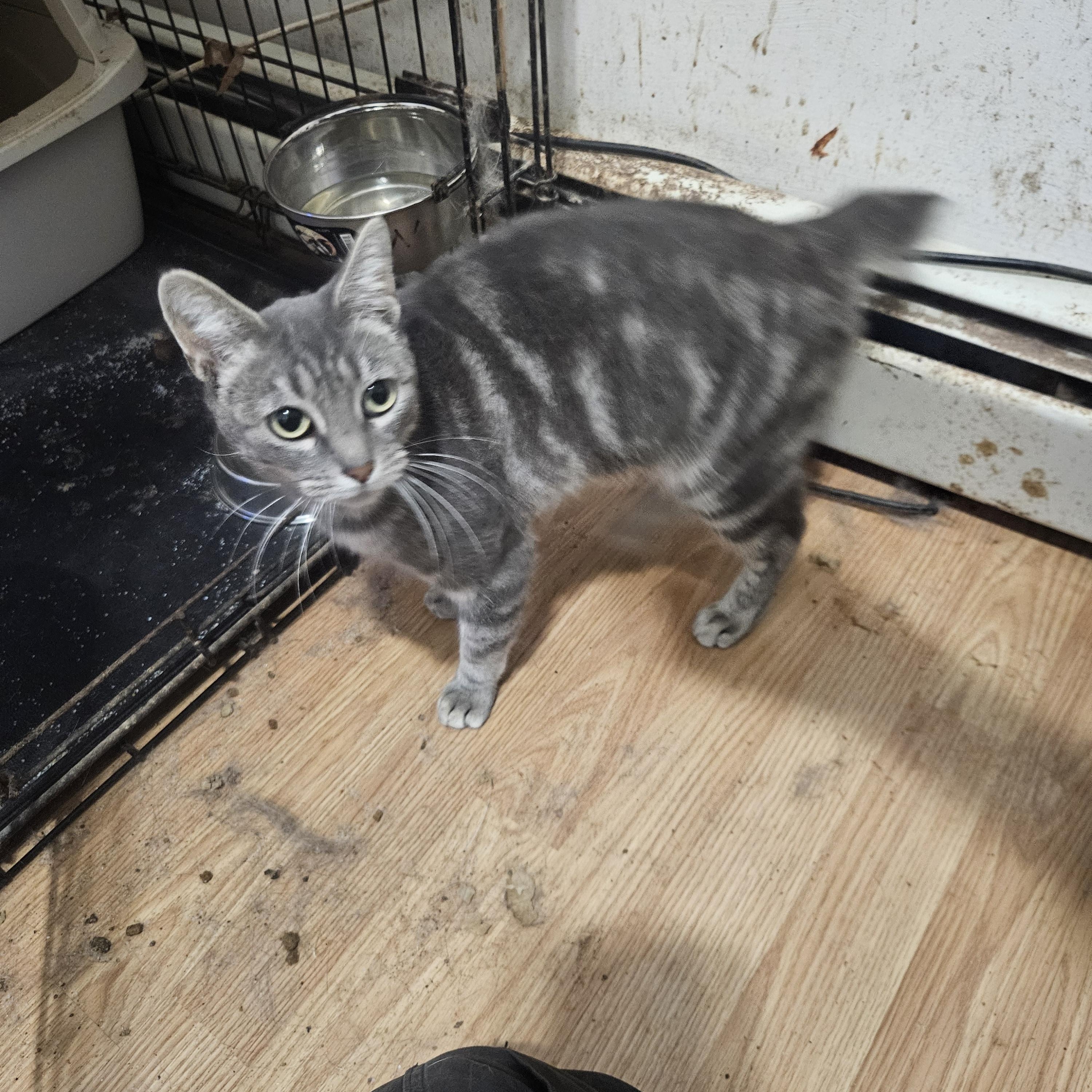 Enlarge Zoe, a Adoptable Domestic Short Hair in Brooklyn, NY image 3/5