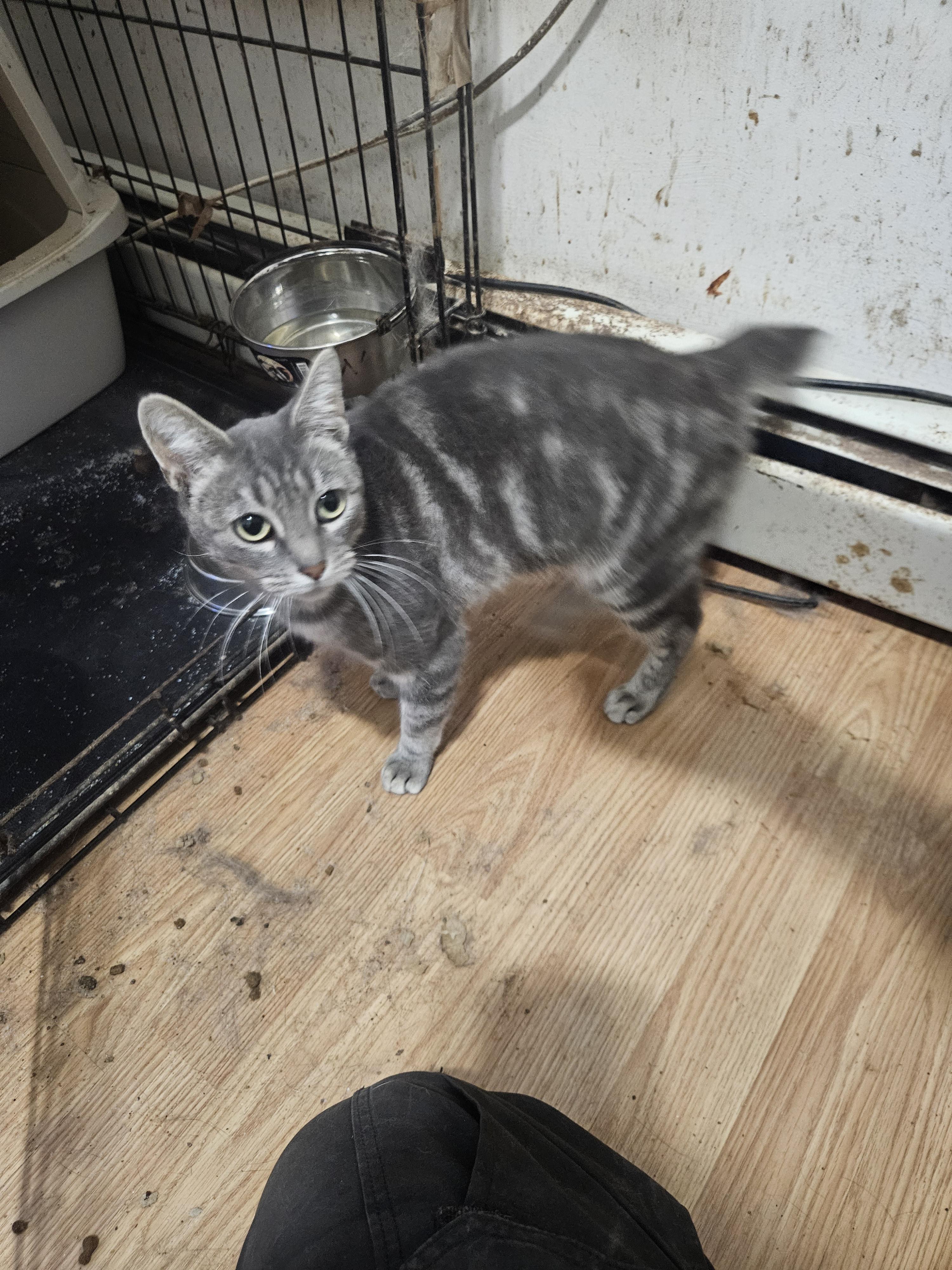 Zoe, a Adoptable Domestic Short Hair in Brooklyn, NY image 3/5