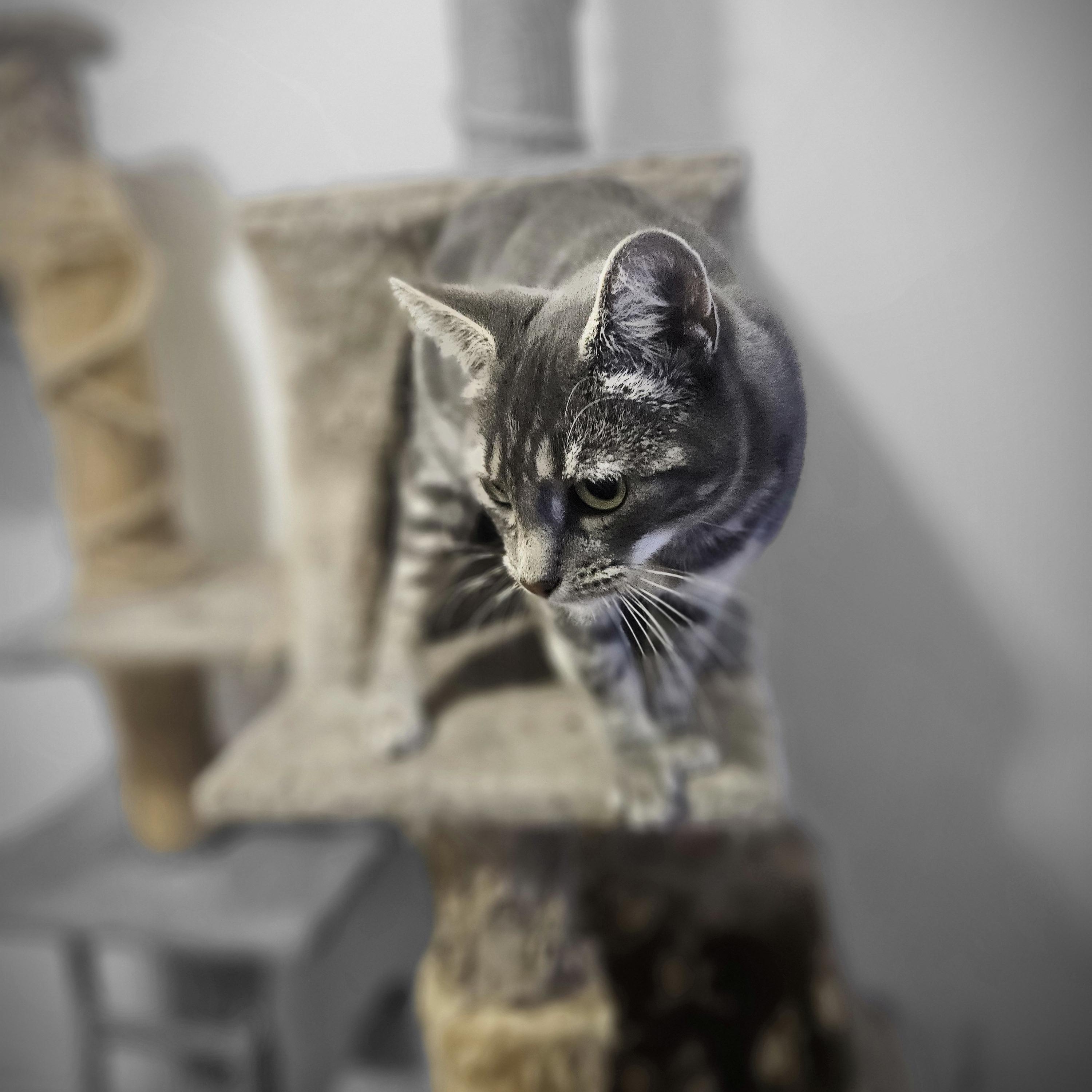 Enlarge Zoe, a Adoptable Domestic Short Hair in Brooklyn, NY image 4/5