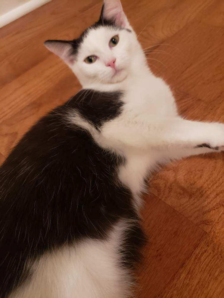 Enlarge Milo, a Adopted Domestic Medium Hair in Reston, VA image 1/3