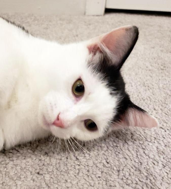 Enlarge Milo, a Adopted Domestic Medium Hair in Reston, VA image 2/3