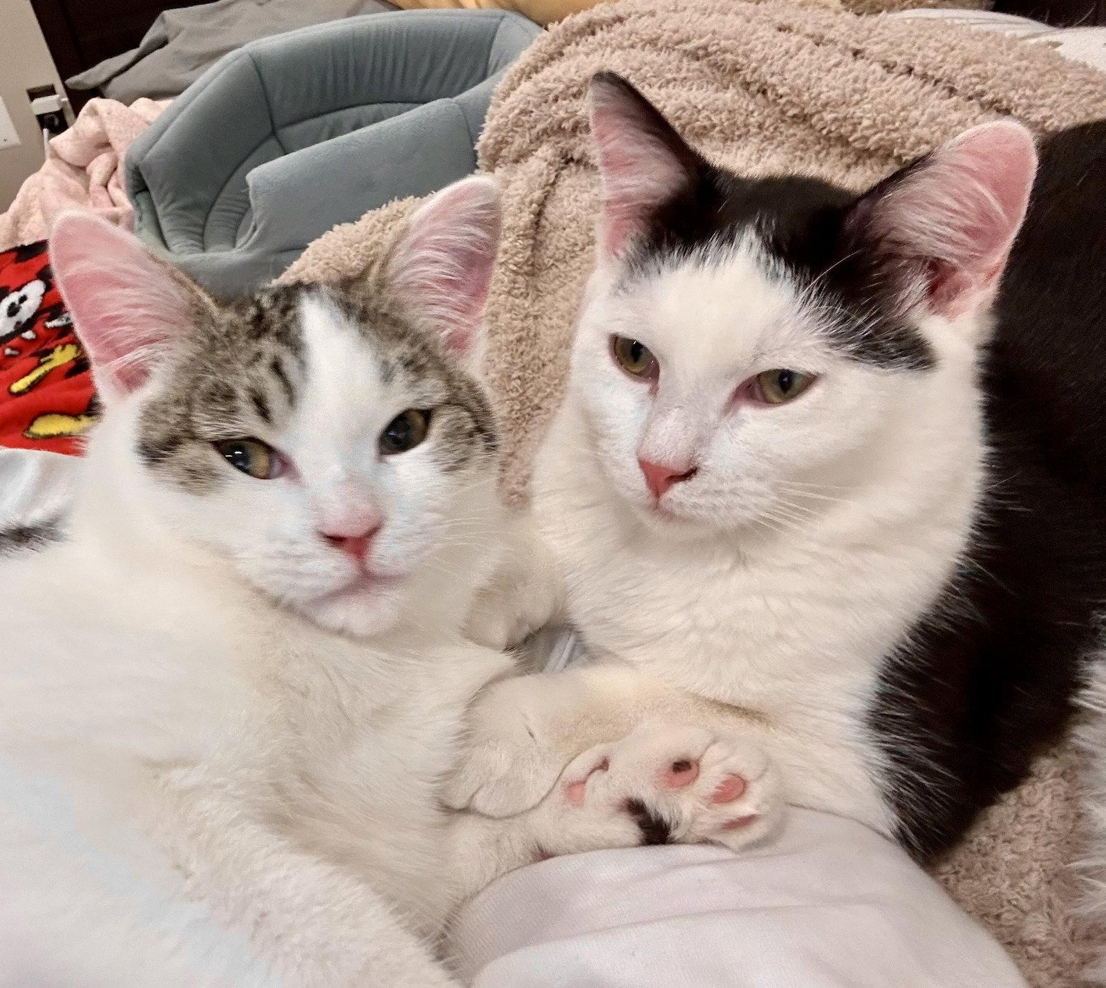 Enlarge Milo, a Adopted Domestic Medium Hair in Reston, VA image 3/3