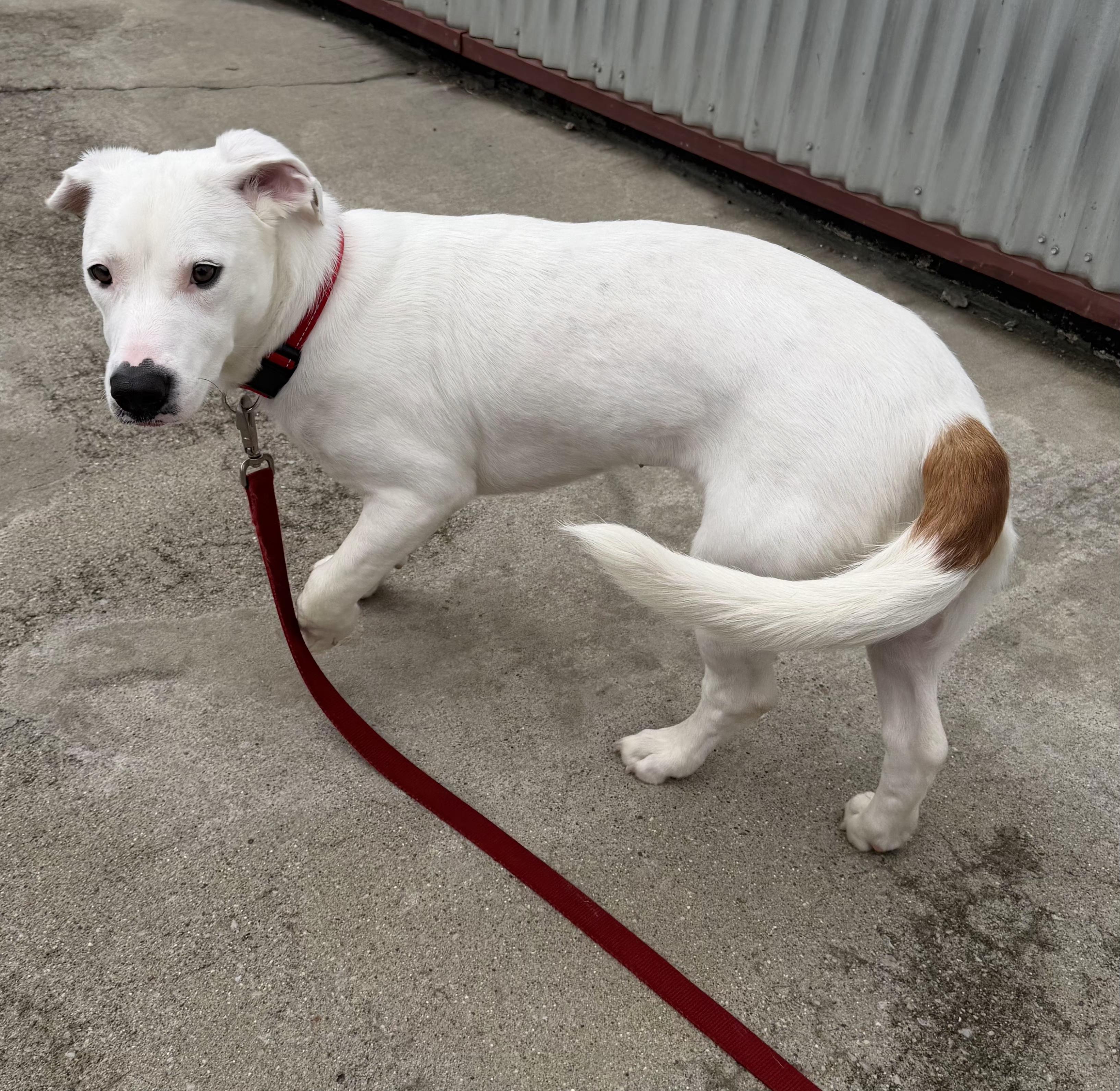 Enlarge Amelia, a Adoptable Basset Hound in Lexington, KY image 2/2