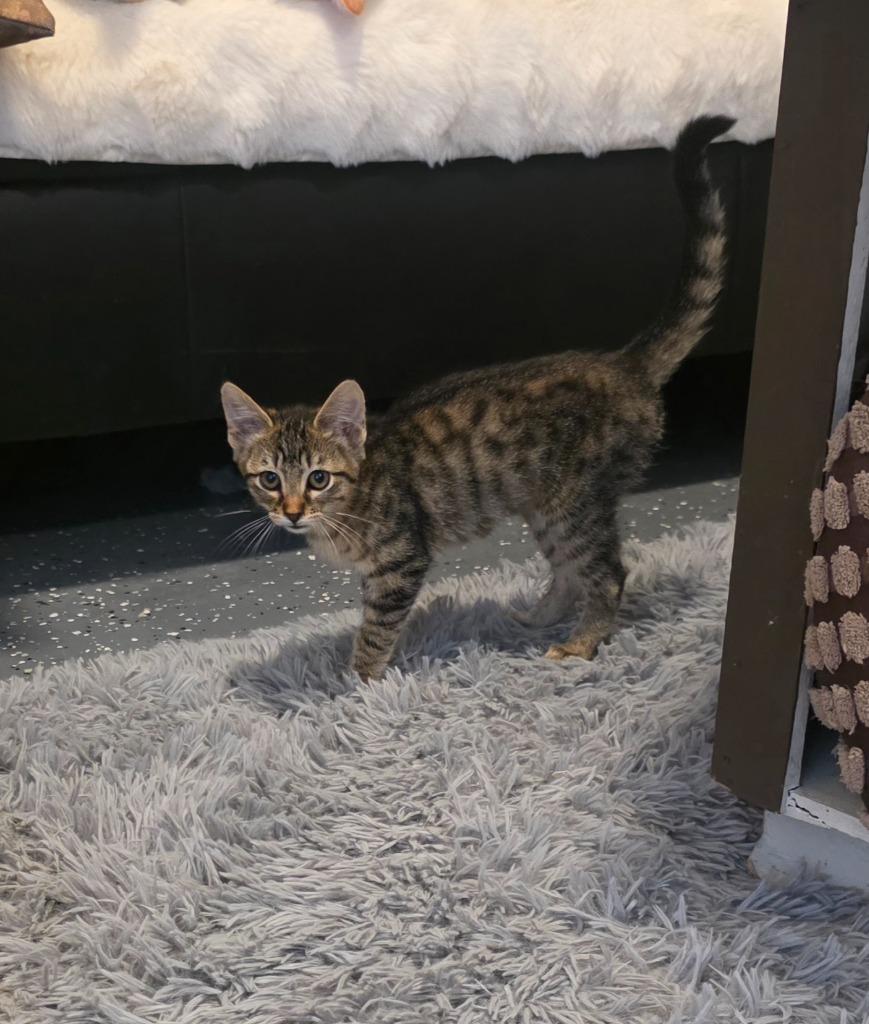 MagPie, Adoptable, Kitten Female Domestic Short Hair.