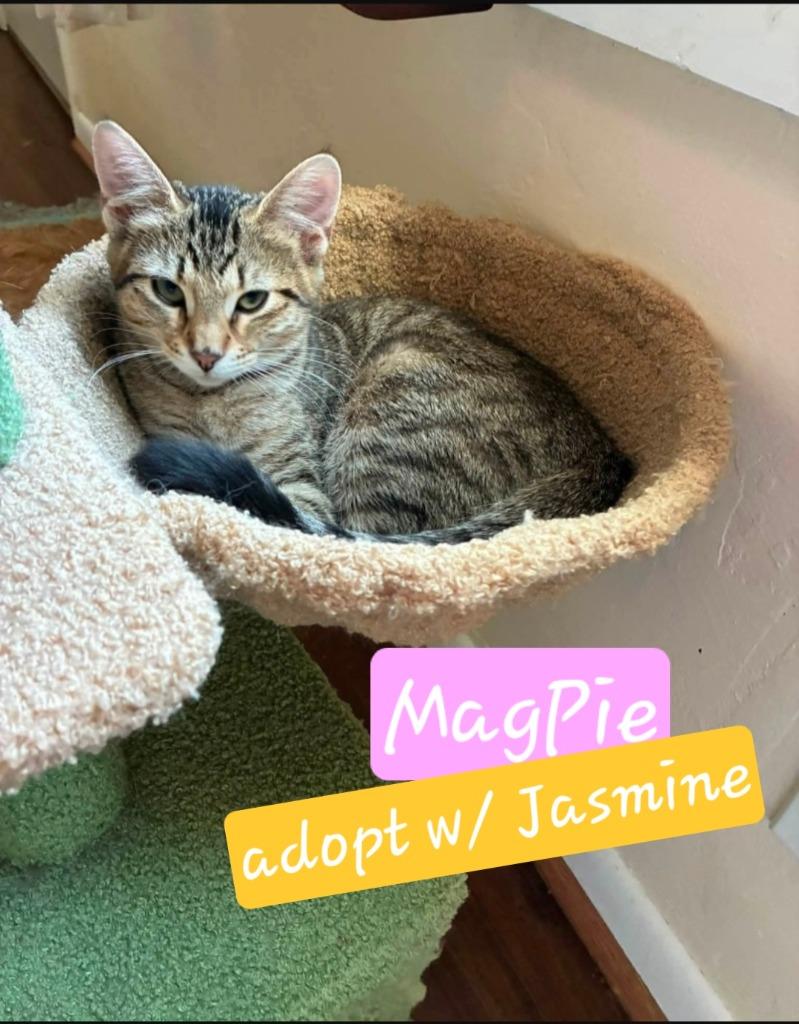 Enlarge MagPie, a Adoptable mixed breed in Miami, OK image 3/5
