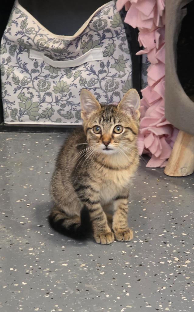 Enlarge MagPie, a Adoptable mixed breed in Miami, OK image 5/5
