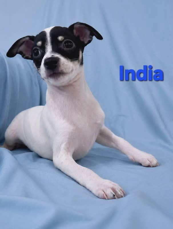 Tiffany Pup -India, Adopted, Puppy Female Chihuahua & Jack Russell Terrier.