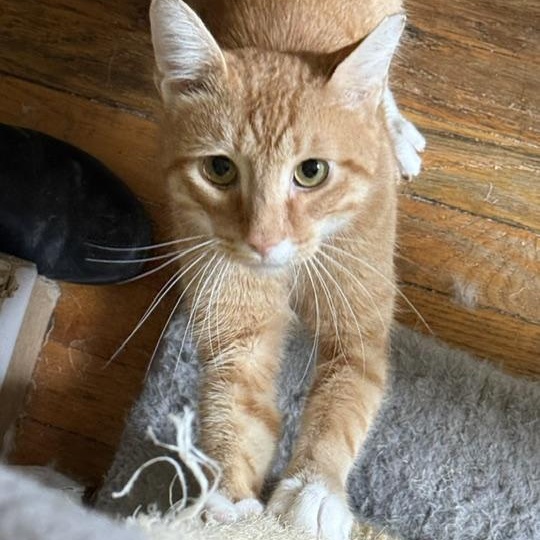 Enlarge Theo, a Adopted Domestic Short Hair in Dix Hills, NY image 3/6