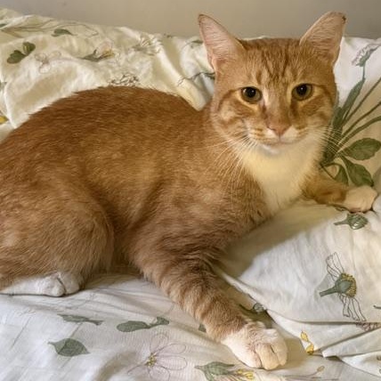 Enlarge Theo, a Adopted Domestic Short Hair in Dix Hills, NY image 2/6